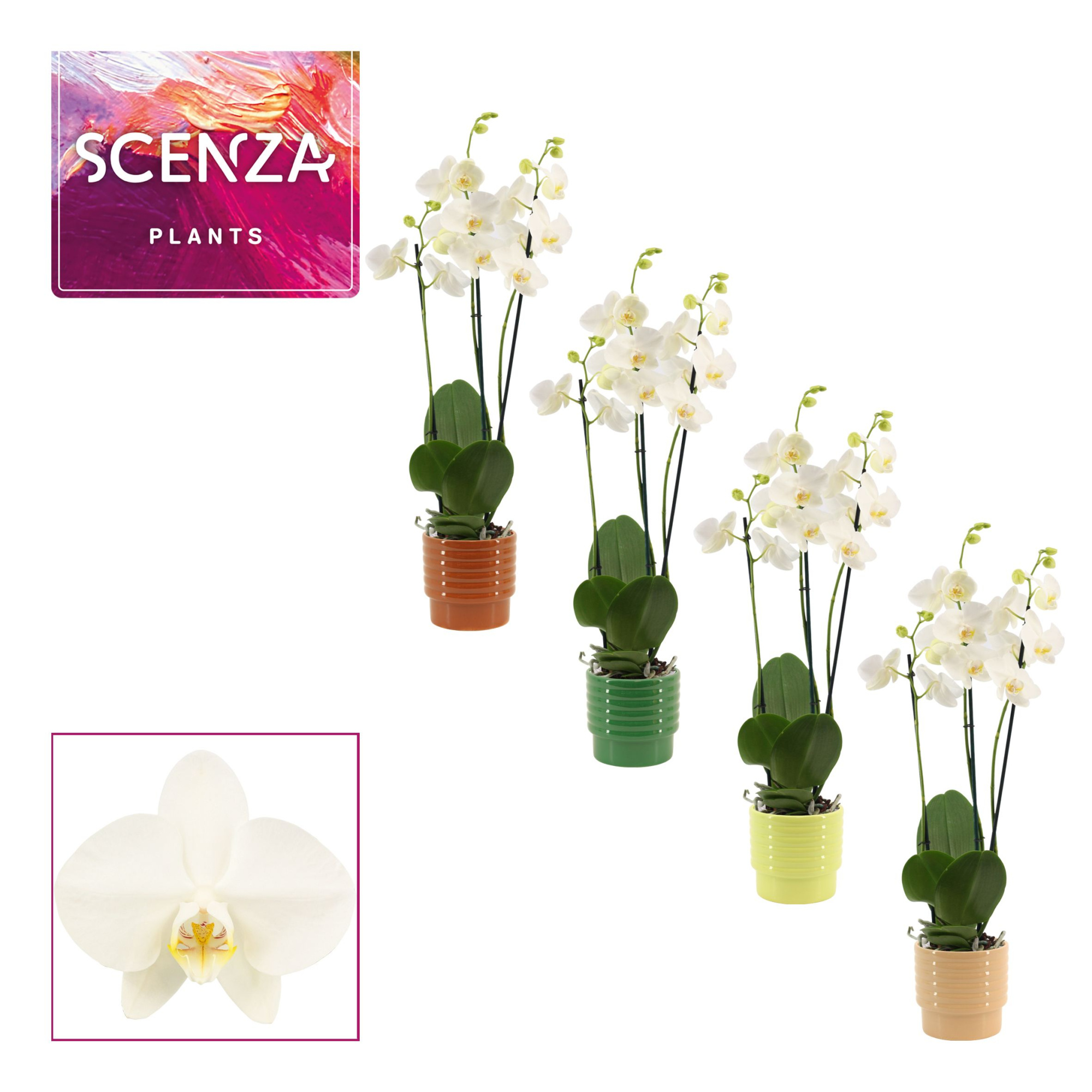 Phalaenopsis 3 tak 18+ wit in Naemi (Natural bubble-collection), D 12