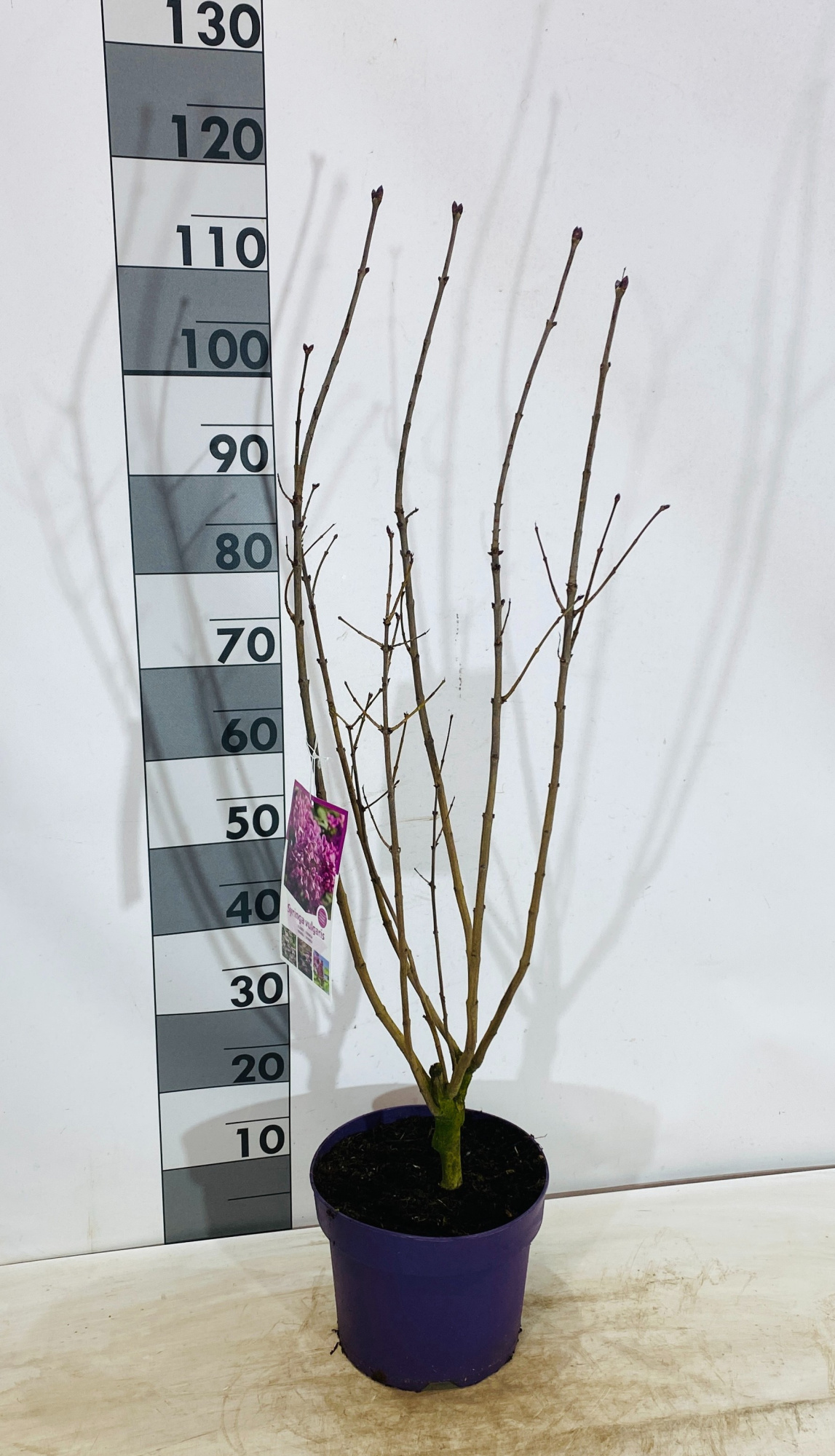 Syringa vulgaris Paars, D 26