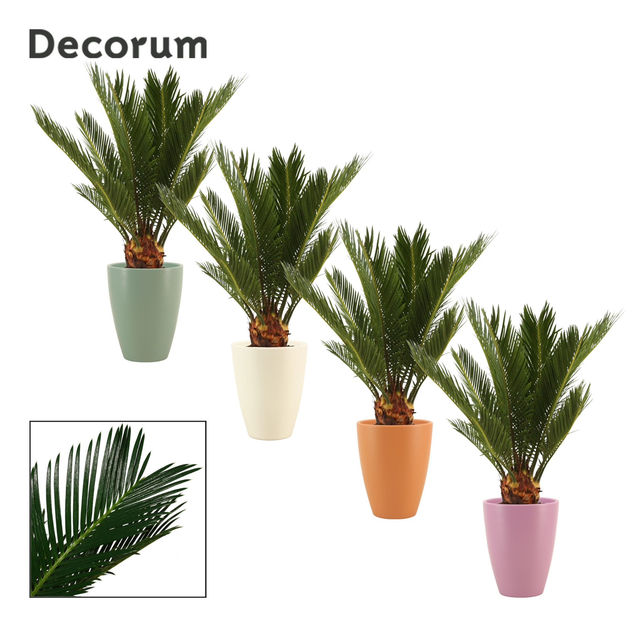 Cycas revoluta 12 cm, 6+ veren in Carly (Craft world-collection), D 12 cm