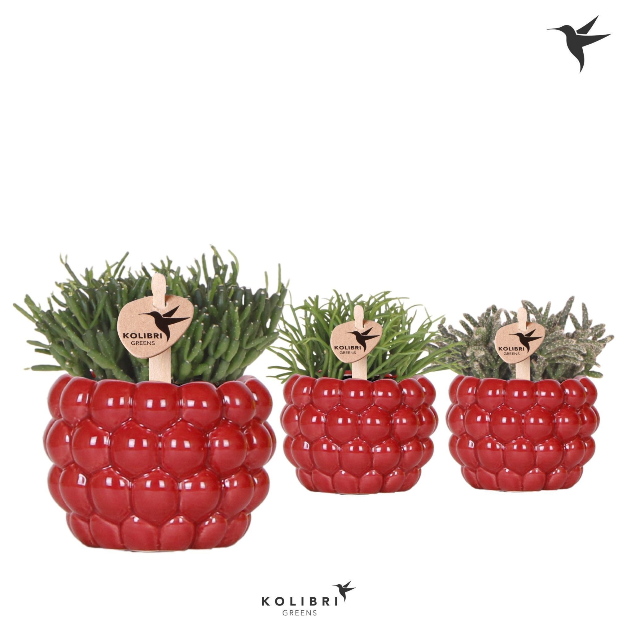 Kolibri Greens Rhipsalis mix in Berry pot, D 6 cm