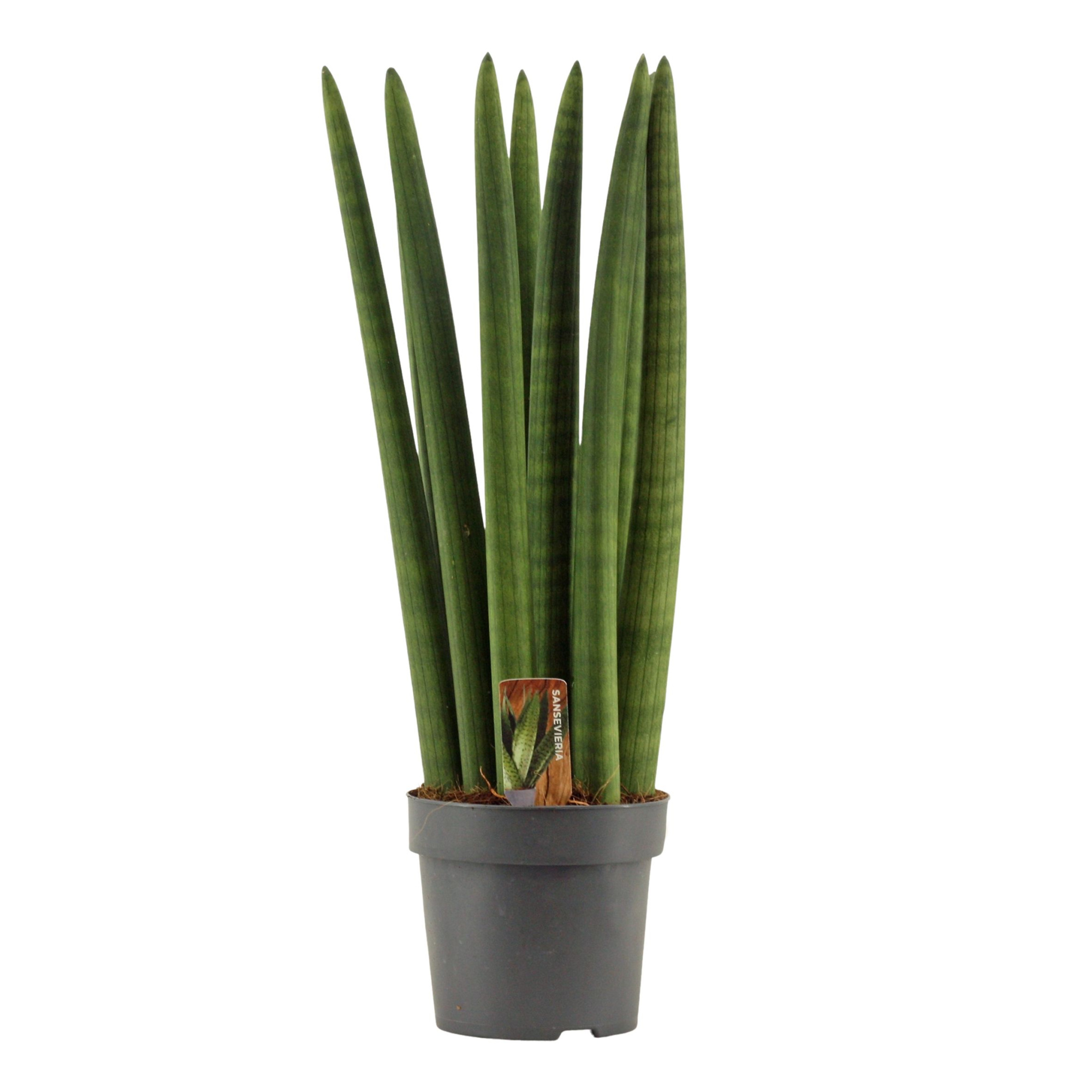 Sansevieria Cylindrica 14 cm Straight, D 14