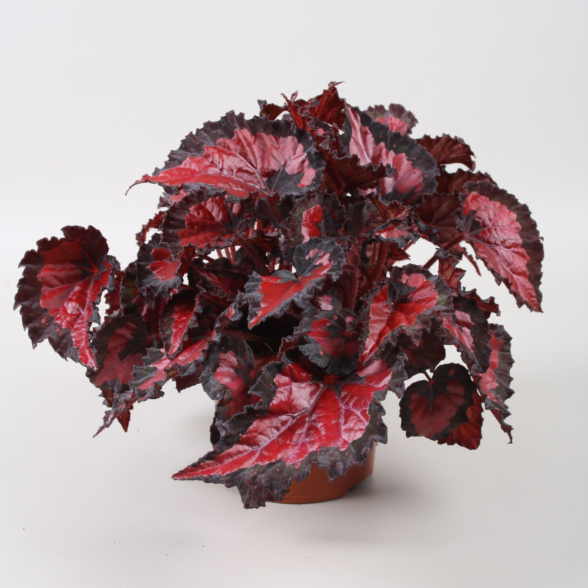 Begonia Beleaf Inca Night, D 12 cm