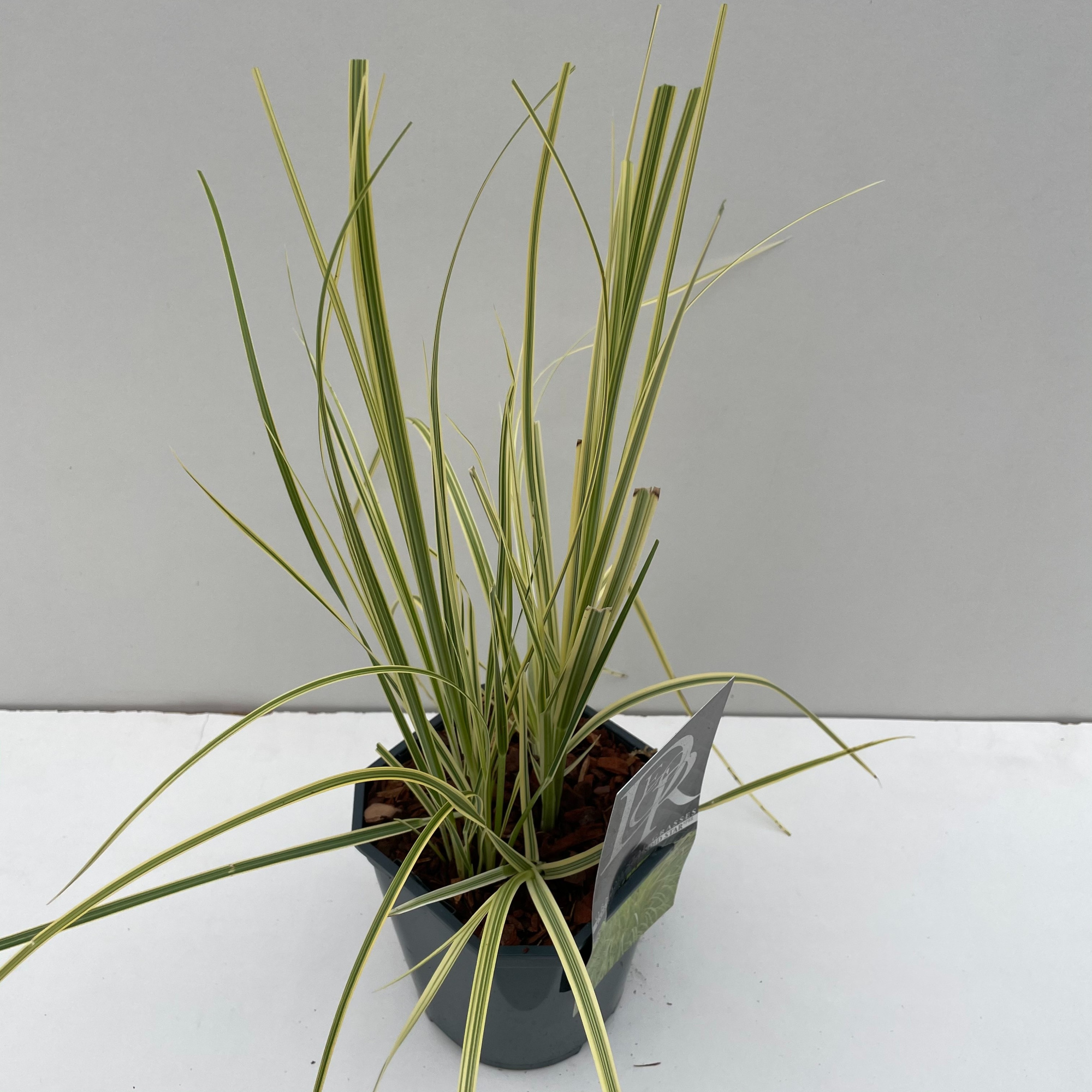 Cortaderia 'Splendid Star', D 17 cm