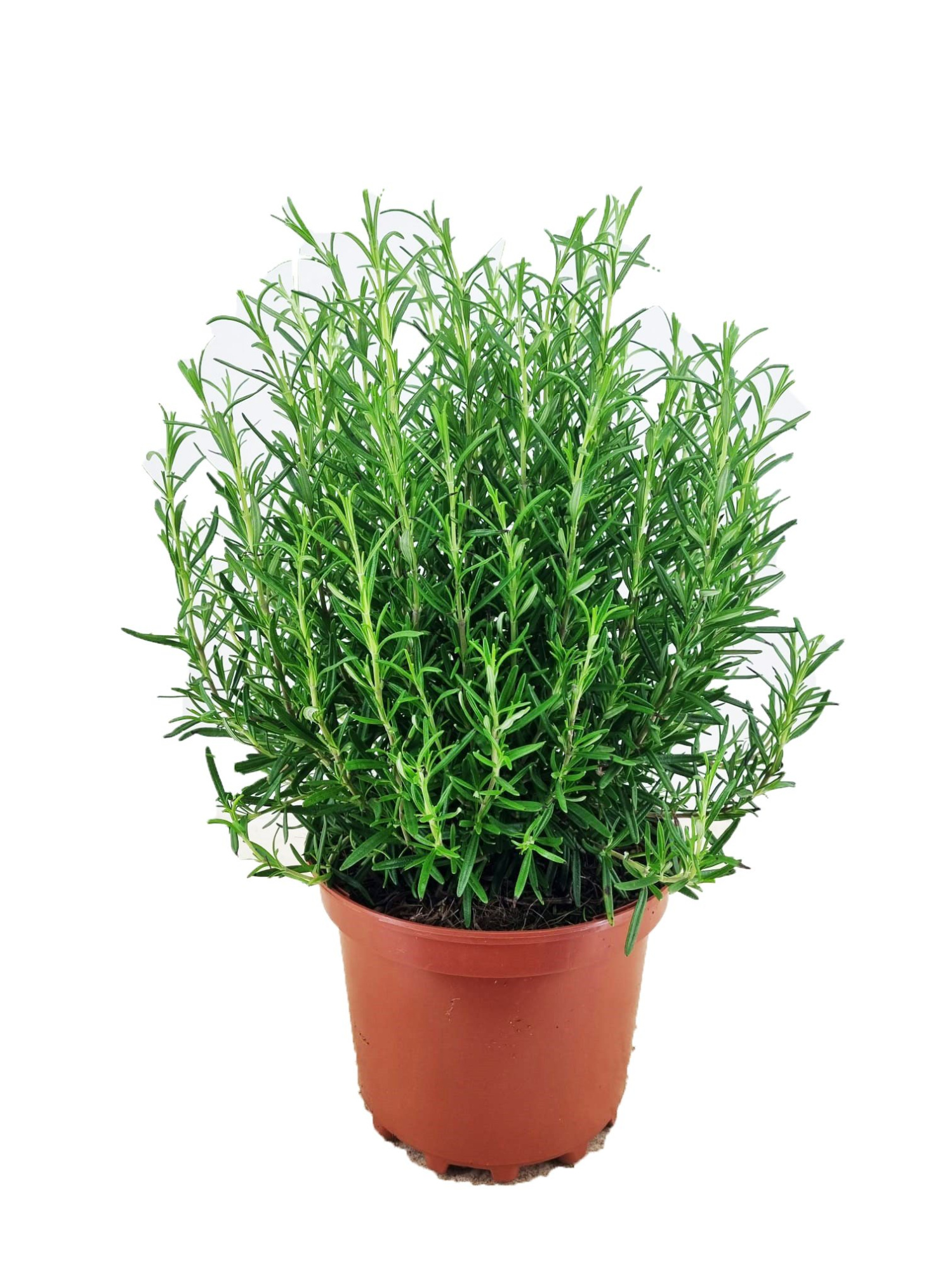 Rosmarinus officinalis, D 19 cm