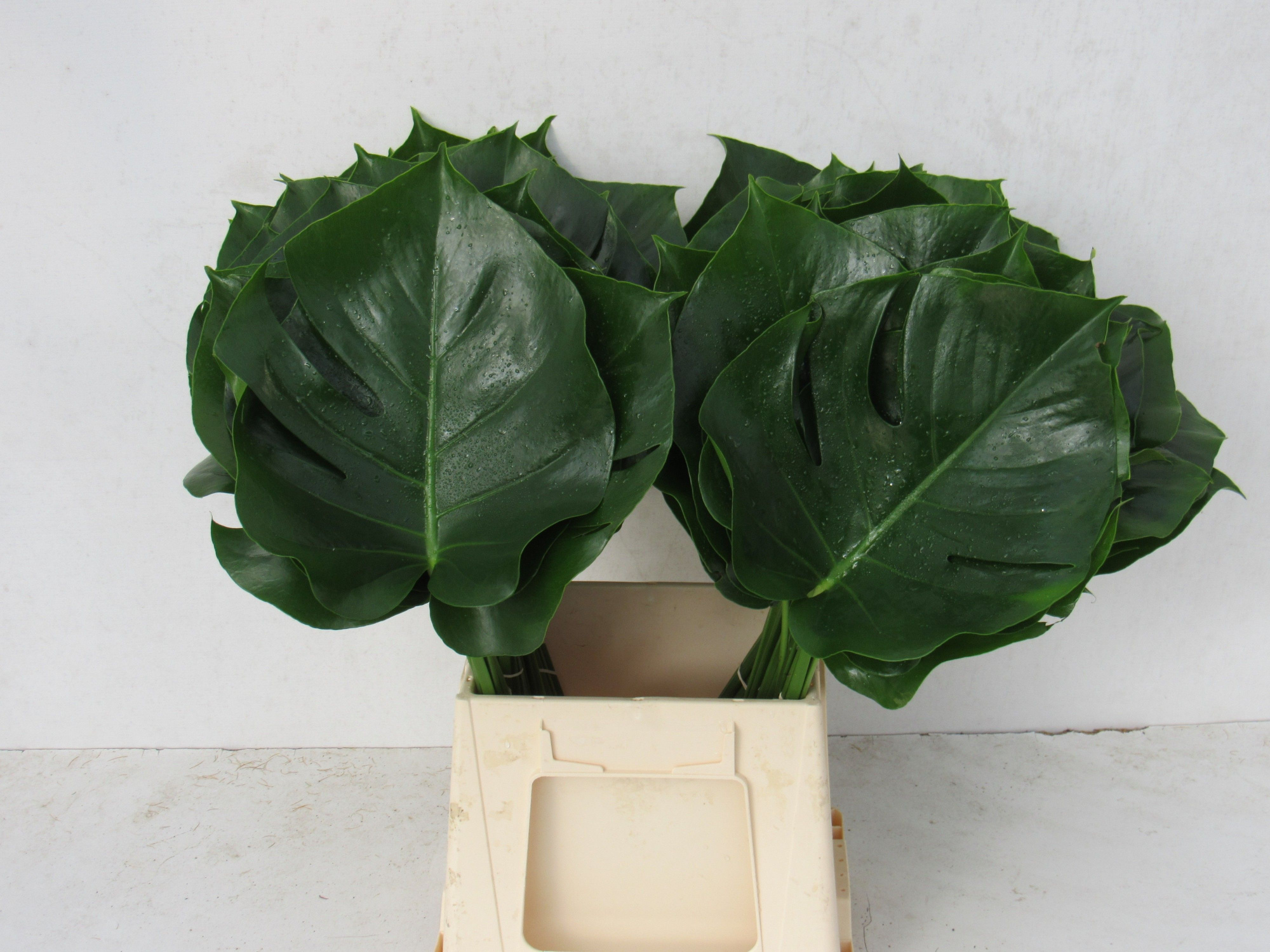 Монстера Лист 50, шт.