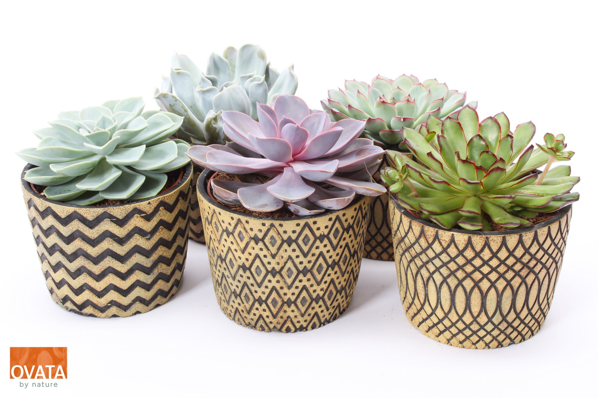 Echeveria mix in Cancun 14, D 14