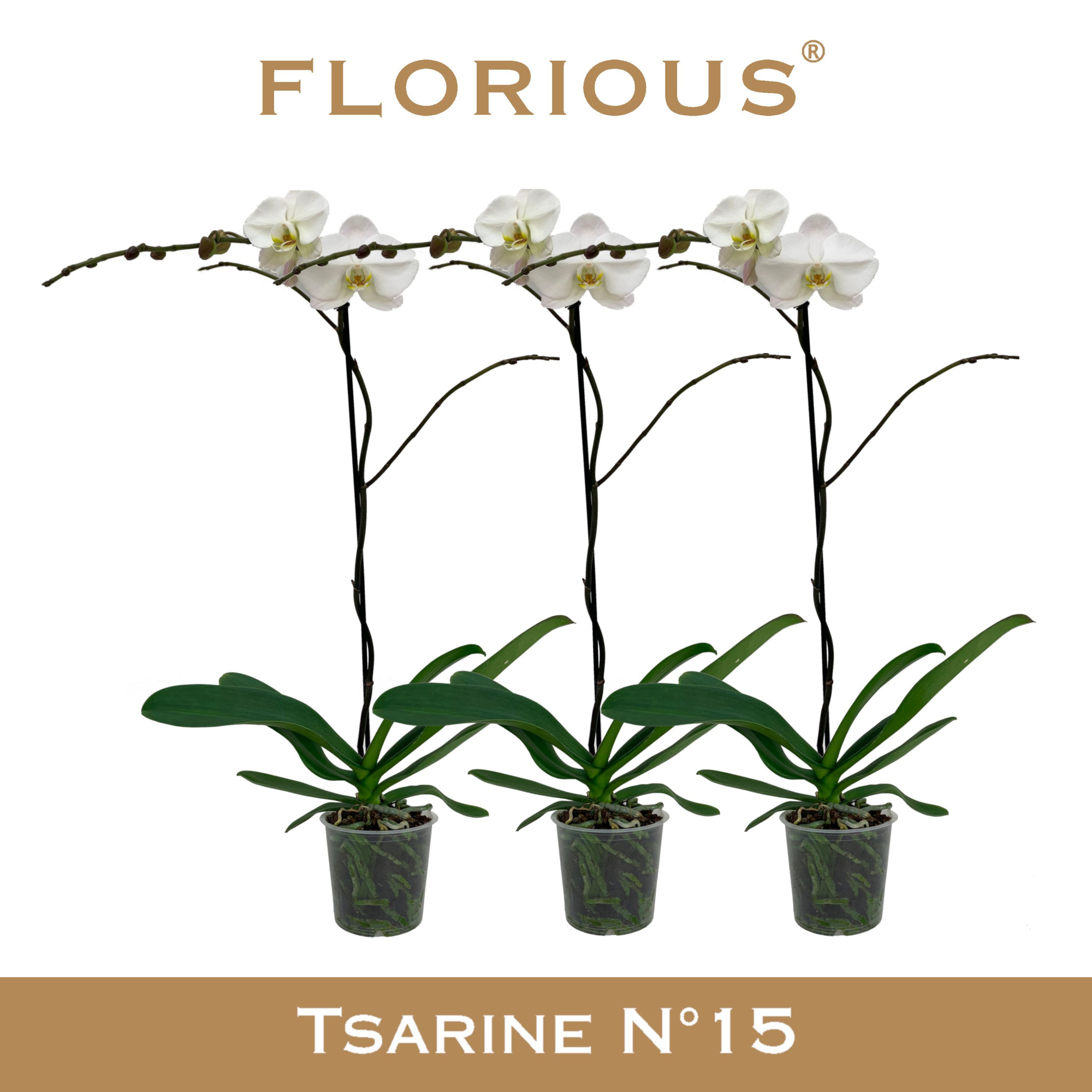 No15 Grandiflora 1-tak Wit, D 15