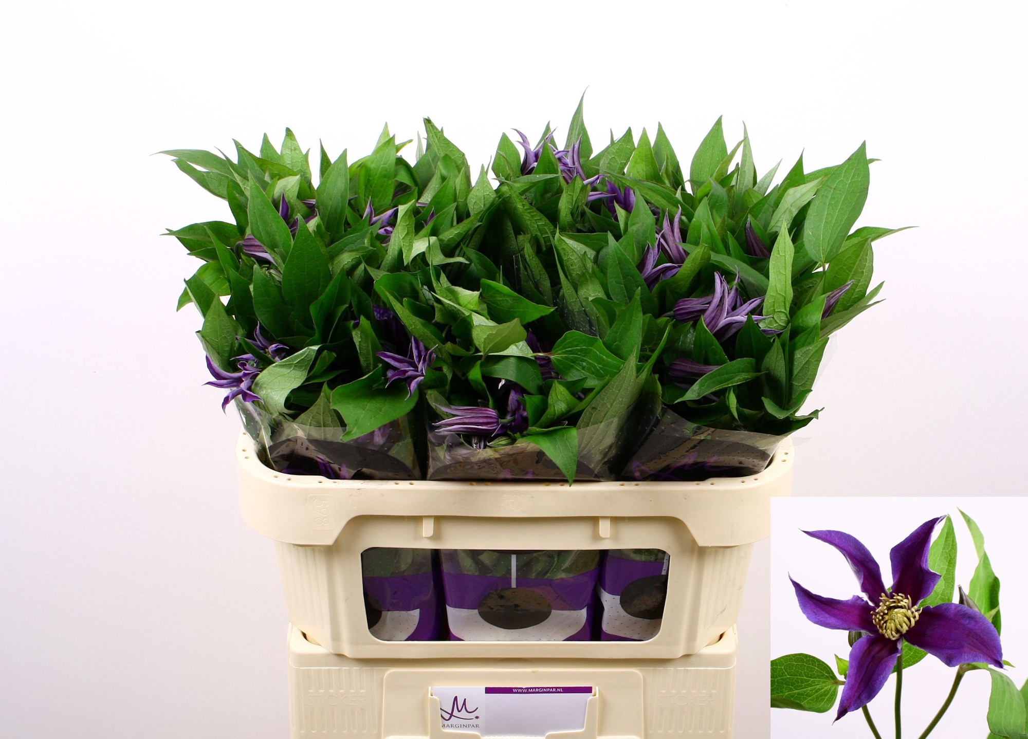 Клематис Эмейзин Осло 70, шт.