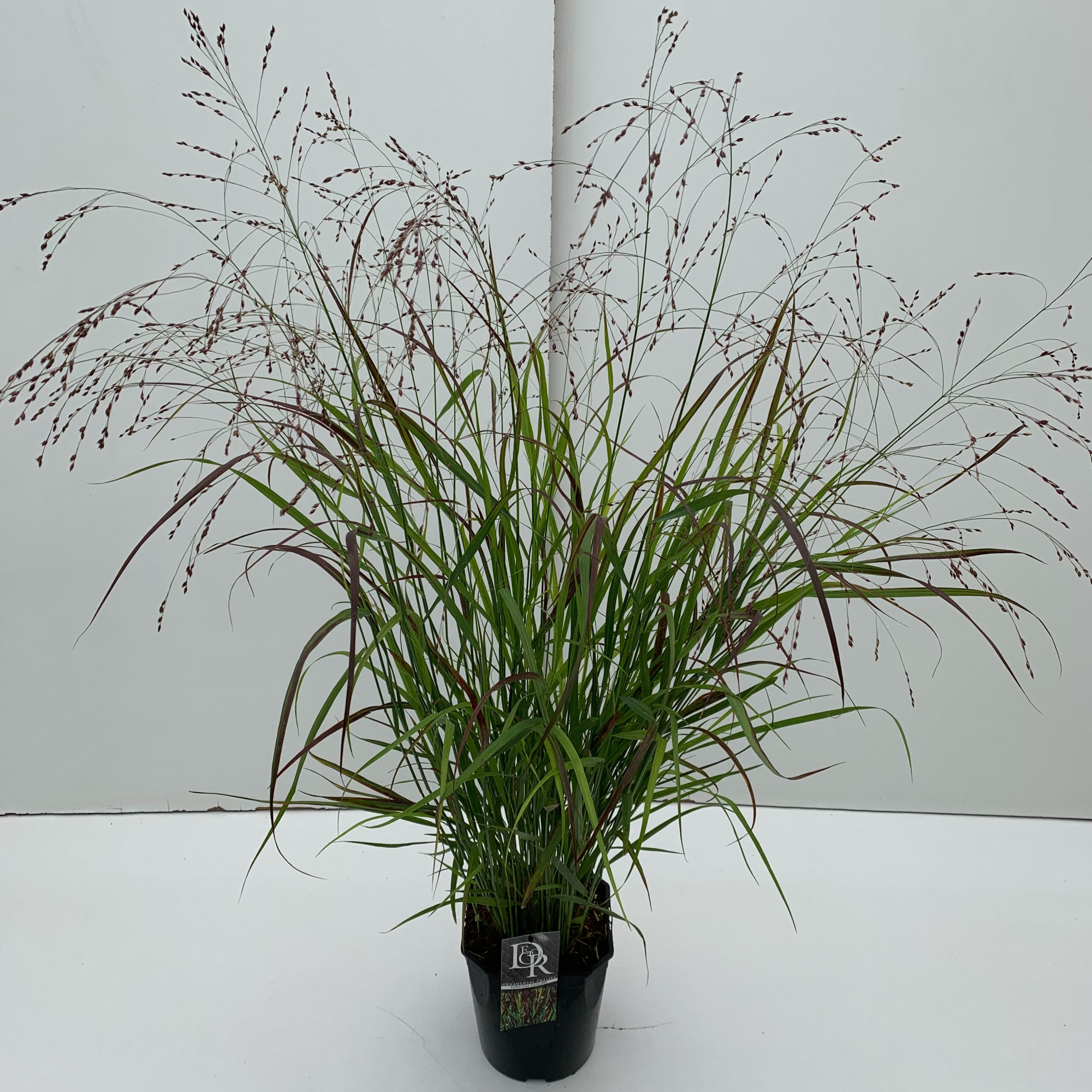 Panicum 'Sangria', D 23 cm