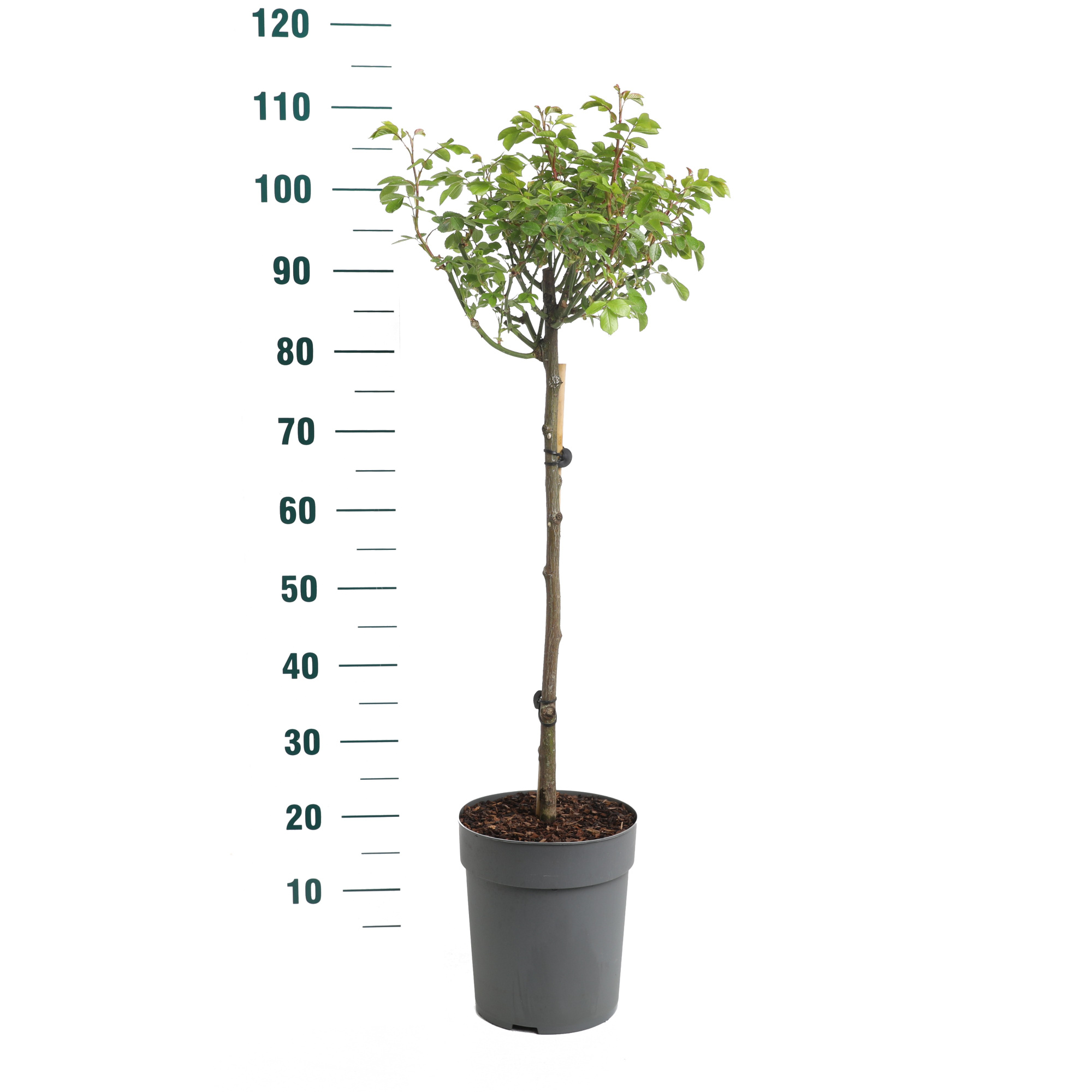 Rosa 'Baby Schneewittchen' - 60 Stam - Exclusive Collection, D 24 cm