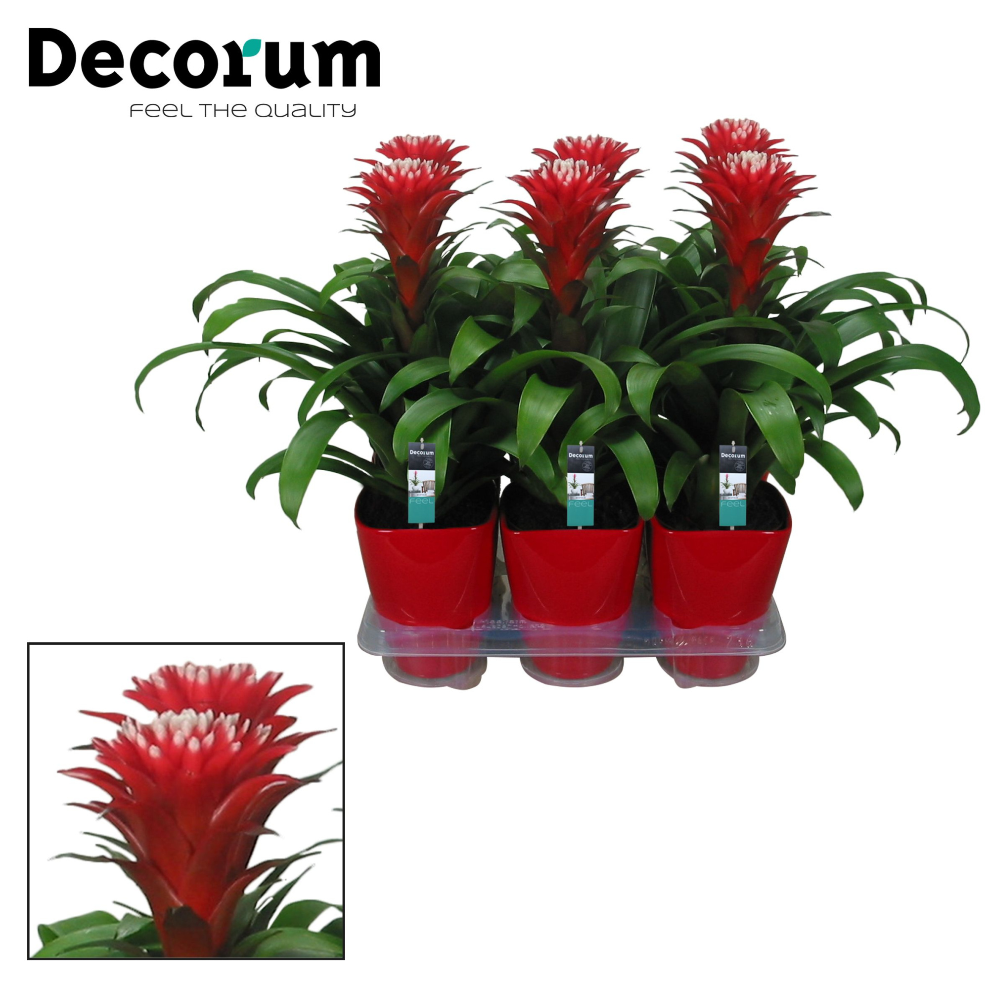 Guzmania Hope Luxe Keramiek (Decorum), D 14 cm