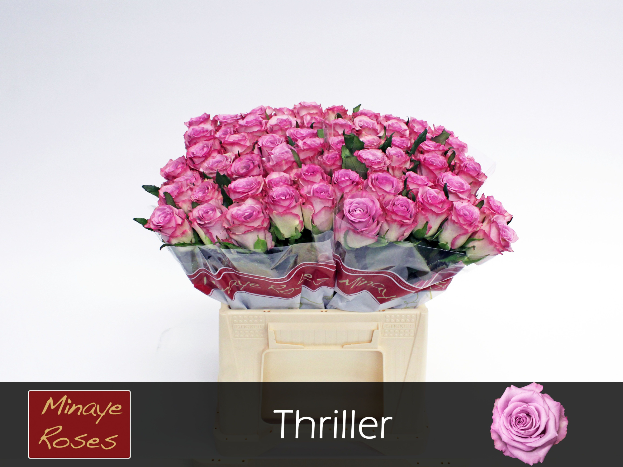 Роза од. Триллер 40, шт.