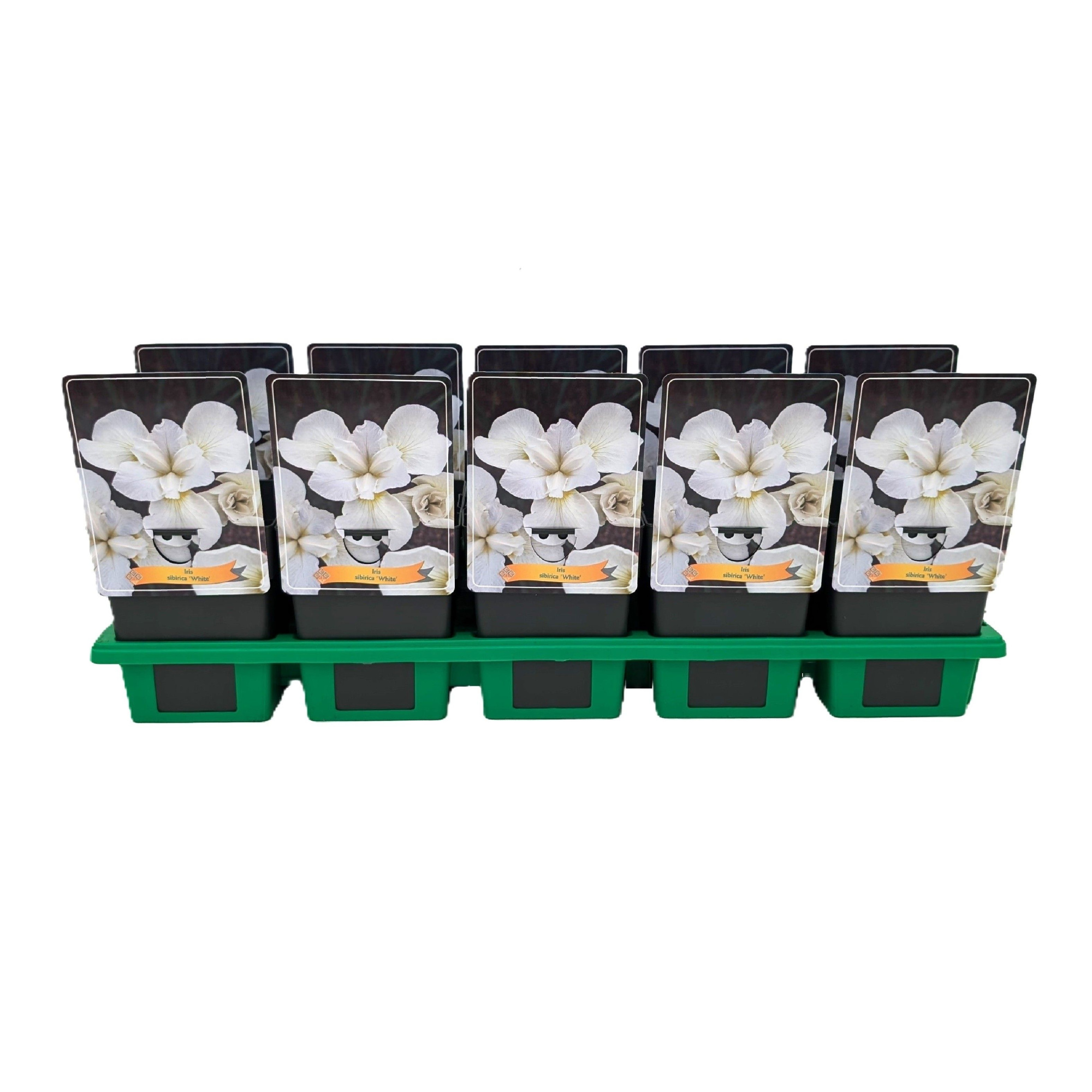 Iris Sibirica 'White' P11, D 11 cm
