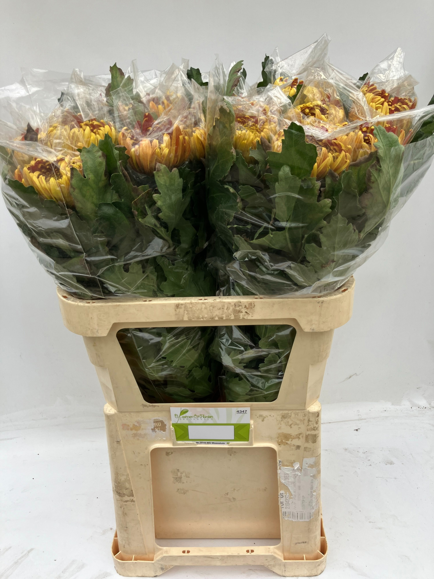 Хризантема од. Том Пирс 80, шт.