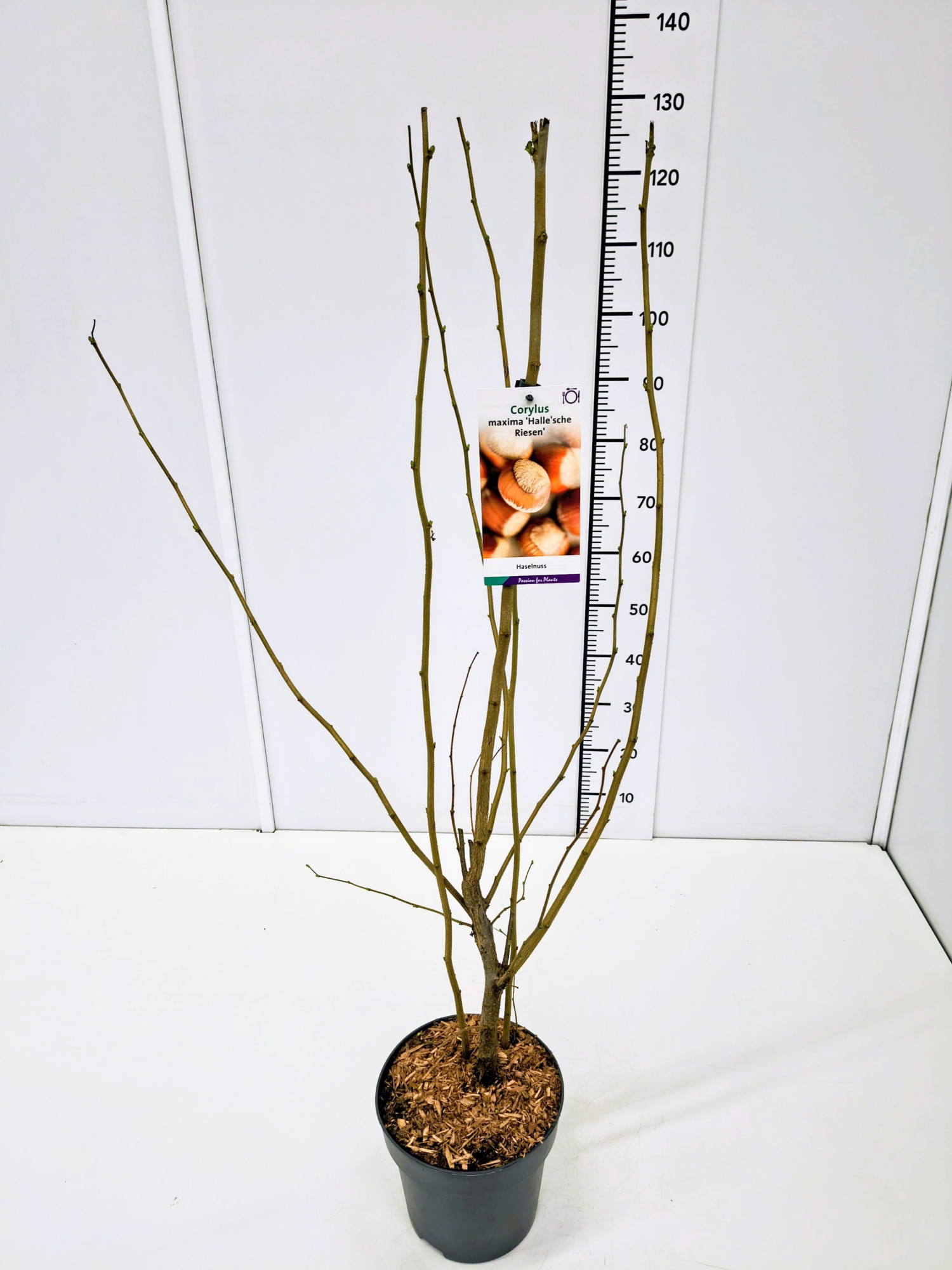 Corylus maxima 'Halle'schee Riesennuss' 80-100C5, D 23