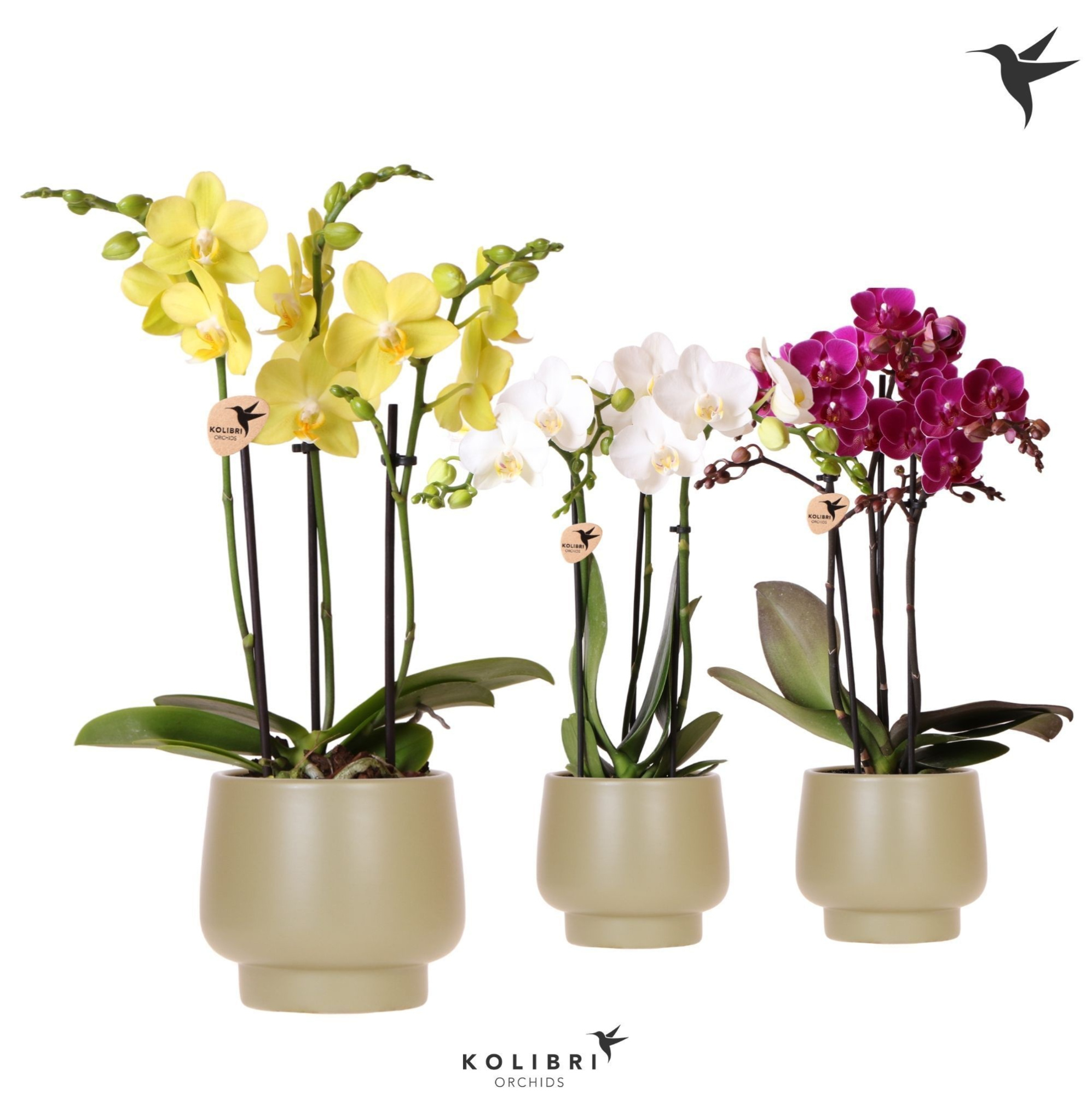 Kolibri Orchids Phalaenopsis mix 3 spike in Scandic pot green, D 9