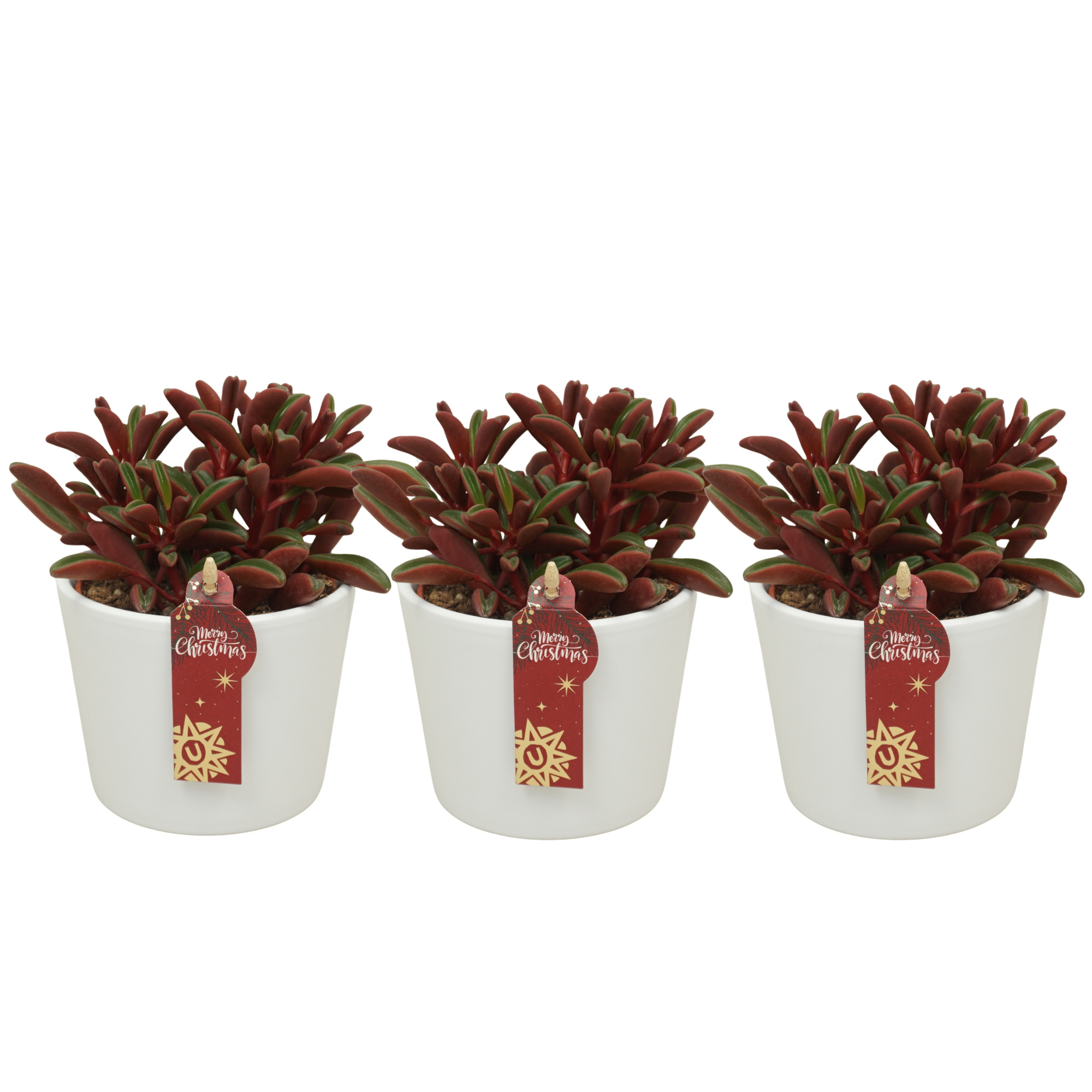 Peperomia graveolens in 12 cm Witte Kerst pot, D 10,5 cm