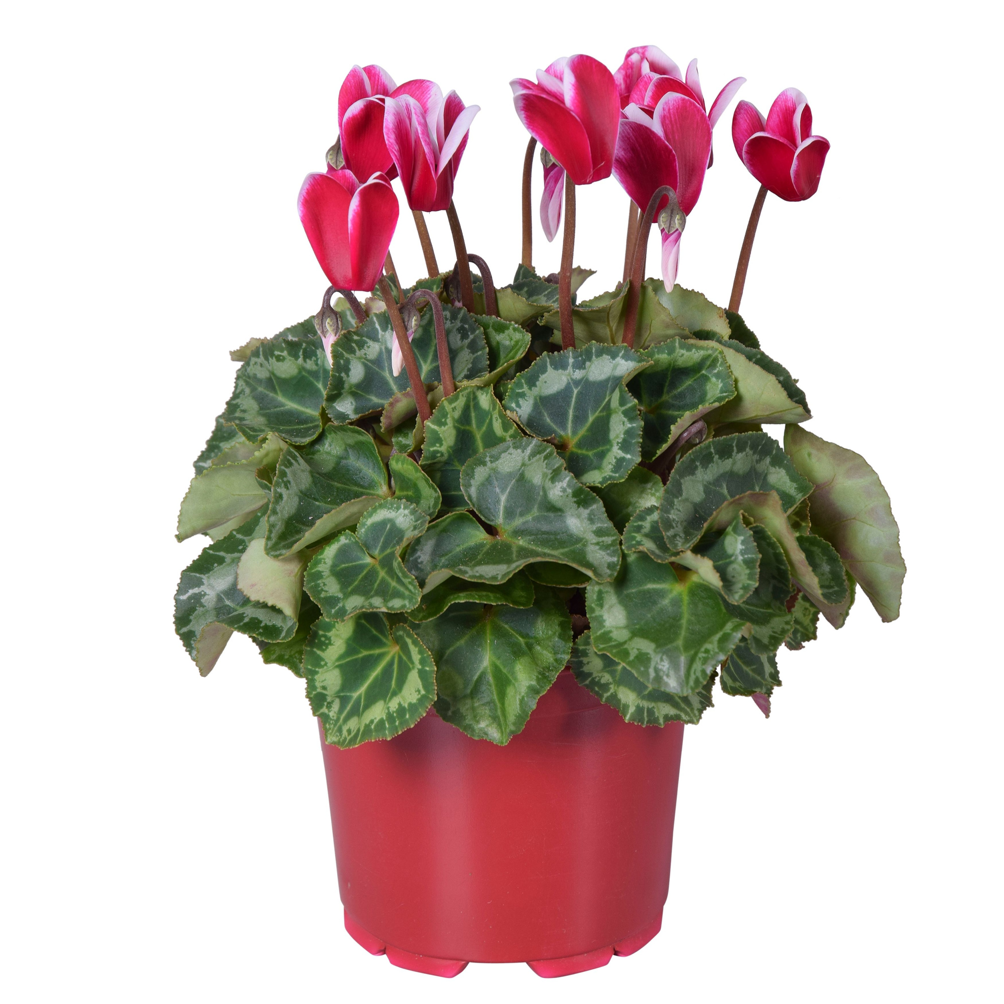 Cyclamen Super Serie Allure in Ton sur Ton kweekpot Fuji wine red, D 12 cm