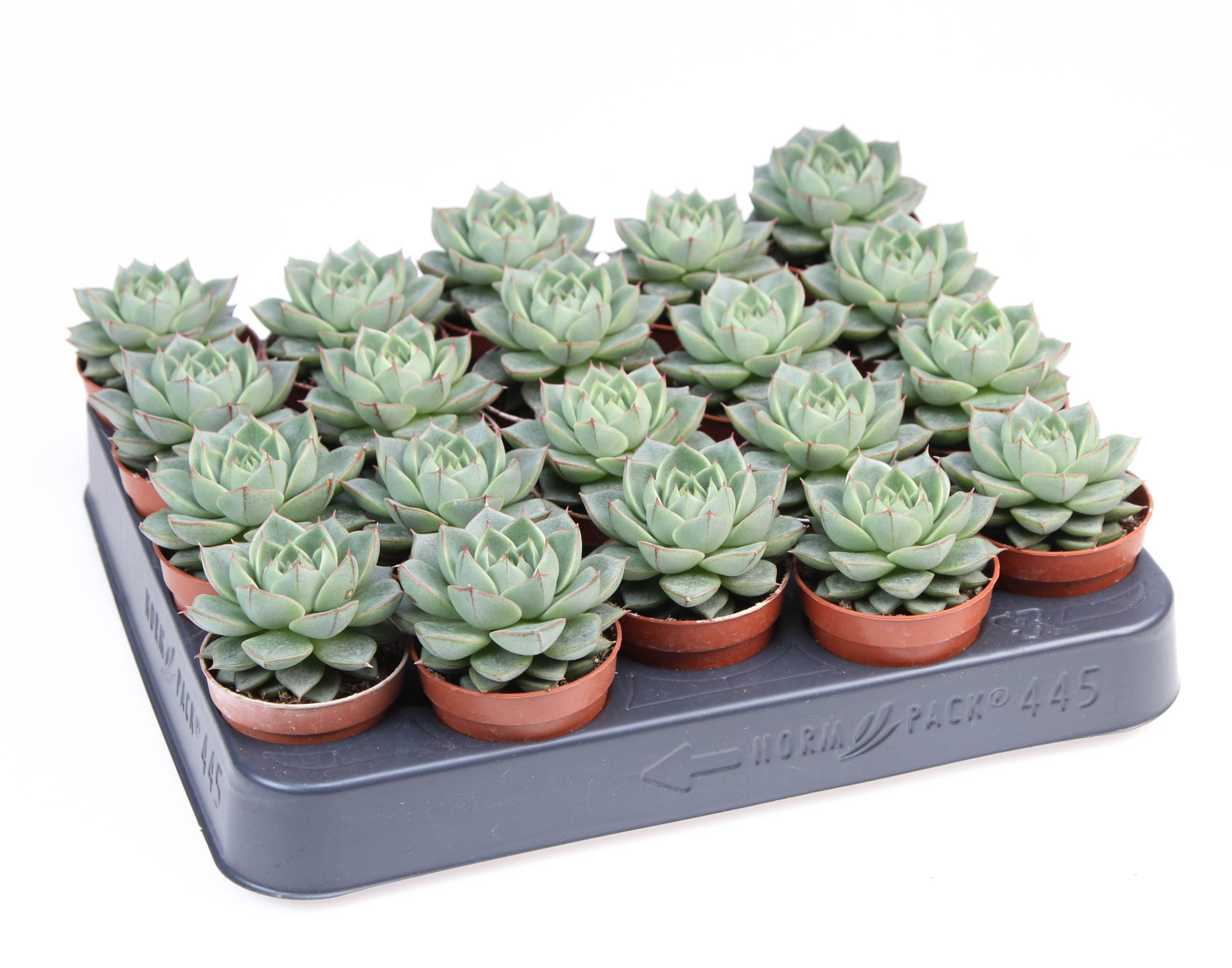 Echeveria fabiola, D 5,5 cm