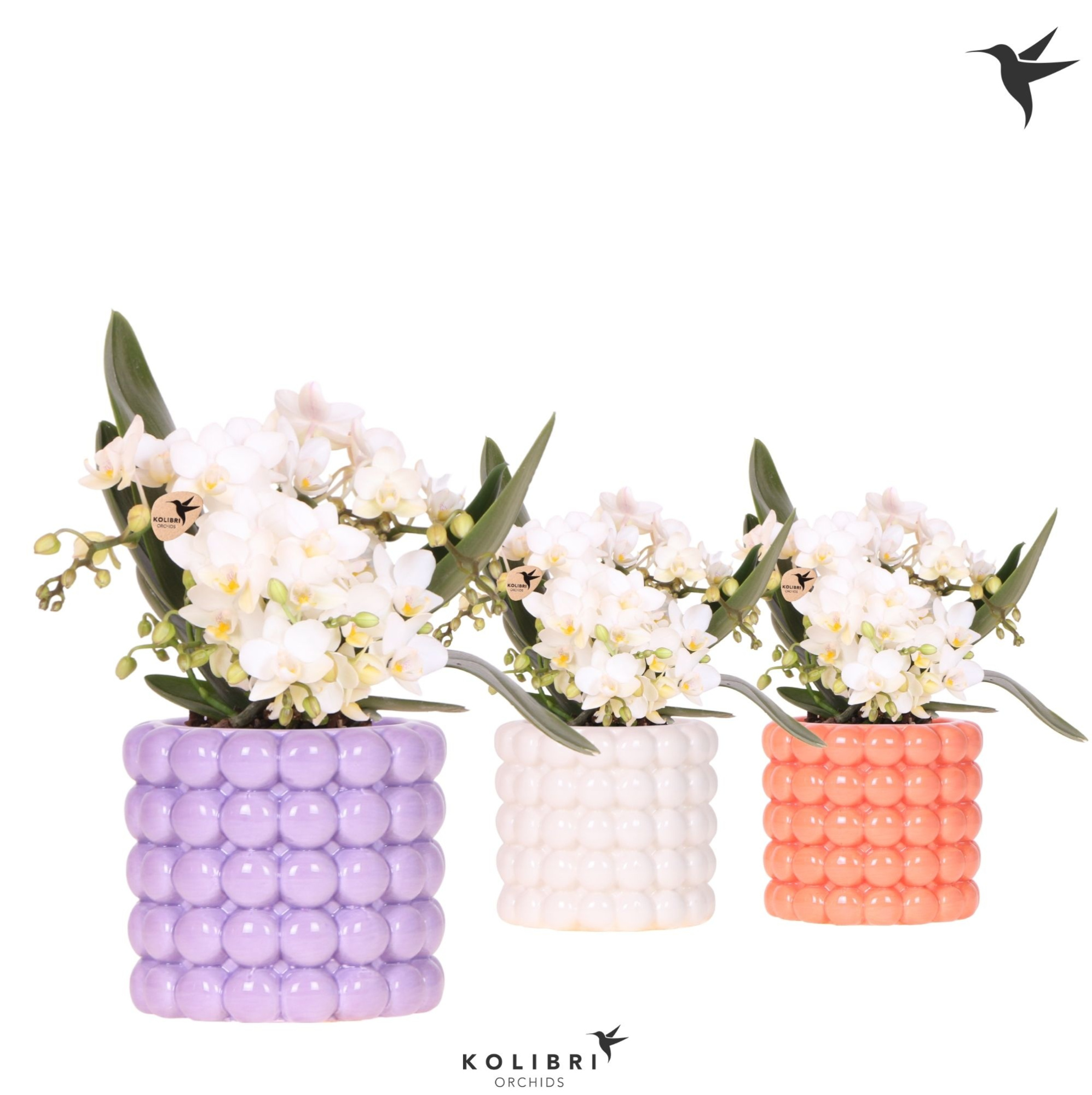 Kolibri Orchids Phalaenopsis Nazare 4 spike in Poppy pot mix, D 9 cm