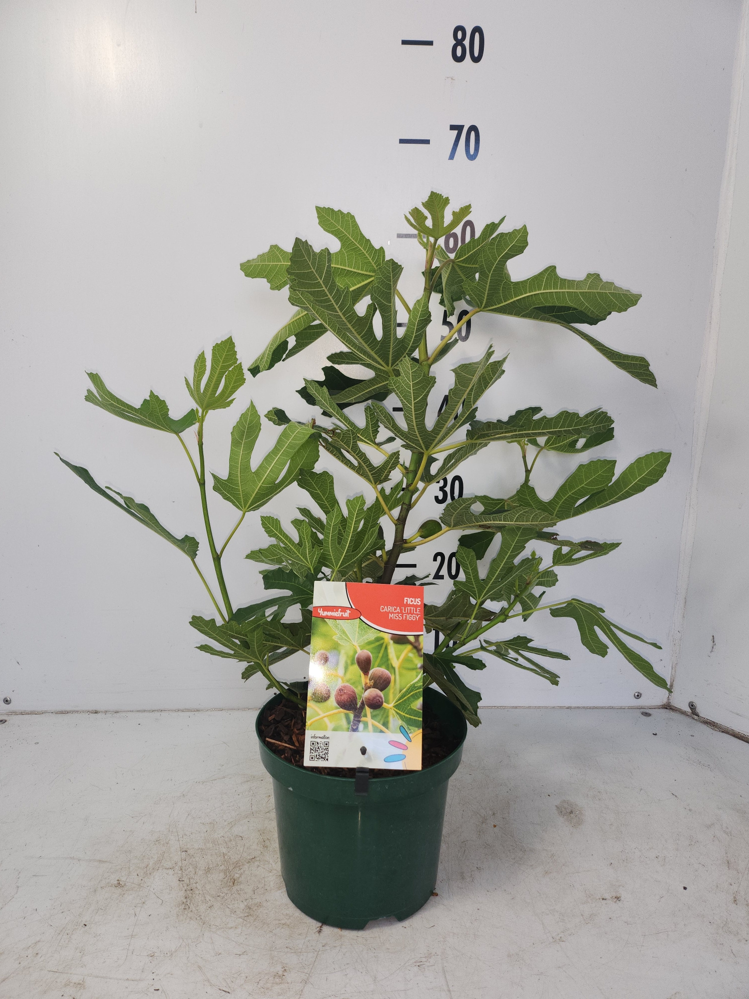 Ficus carica Little Miss Figgy, D 19 cm