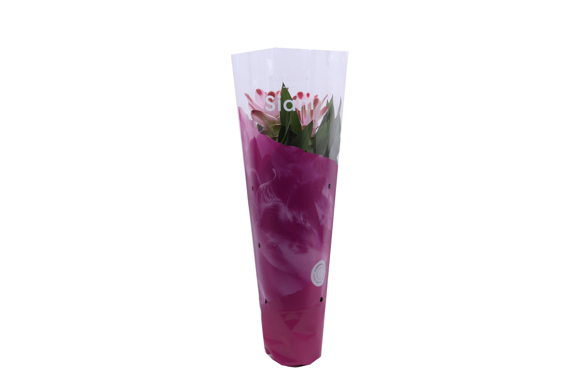Essential - Curcuma Siam Salsa 14cm, D 14
