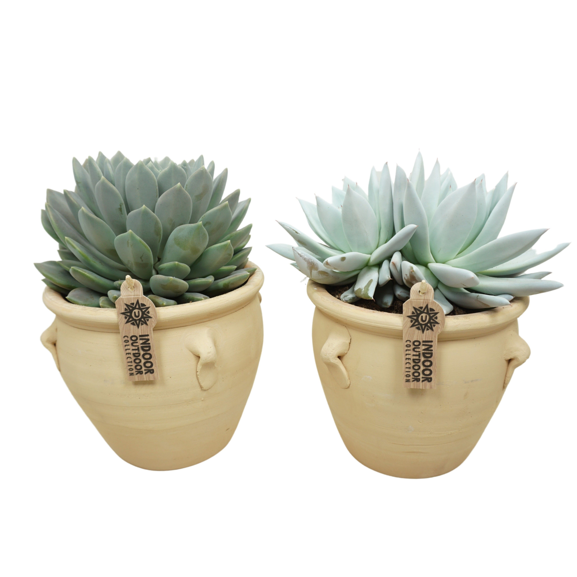 Echeveria mix in 21 cm 'Kruik La Vica', D 17 cm