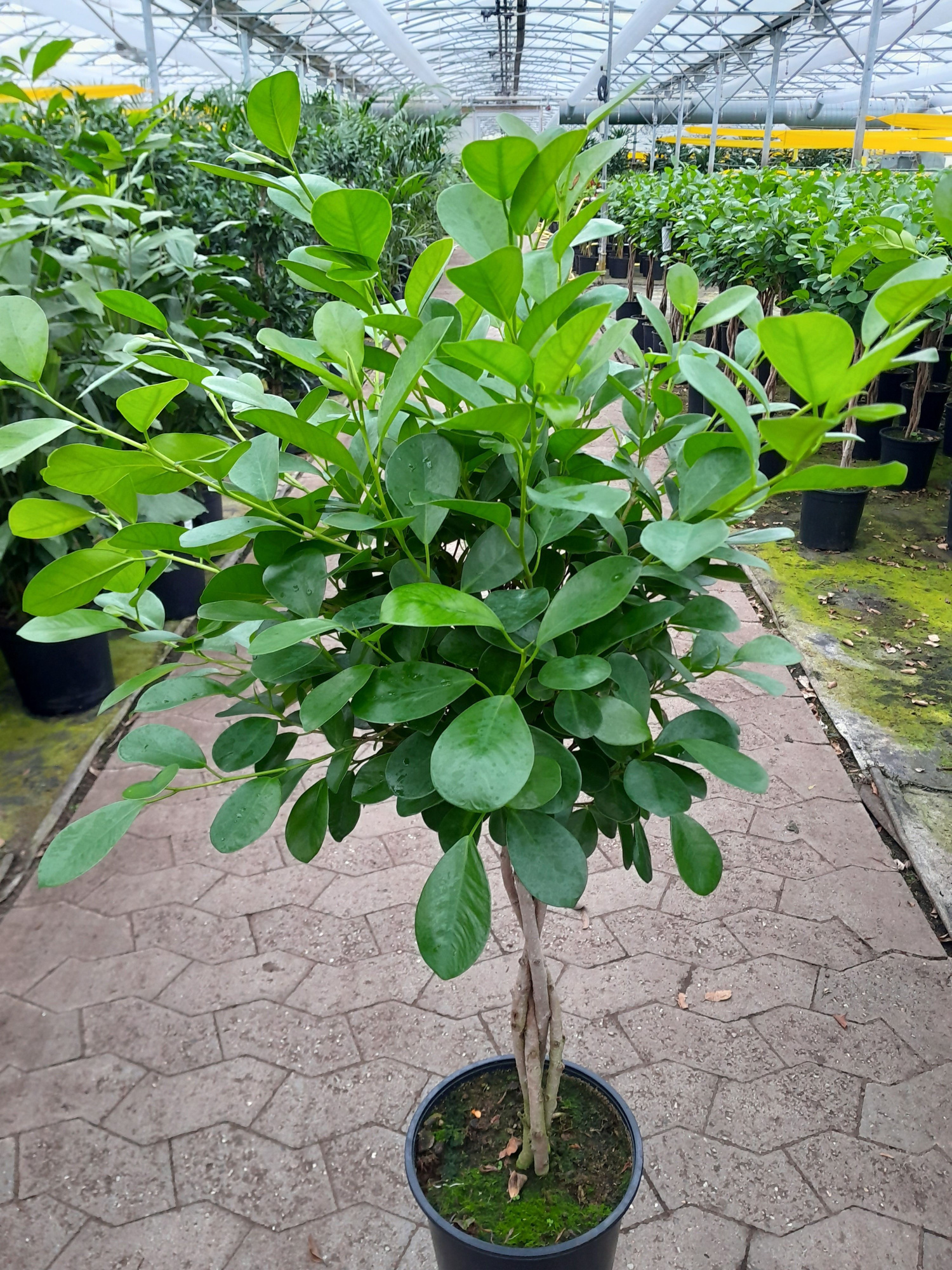 FICUS BENJAMINA 'MOCLAME', D 24 cm
