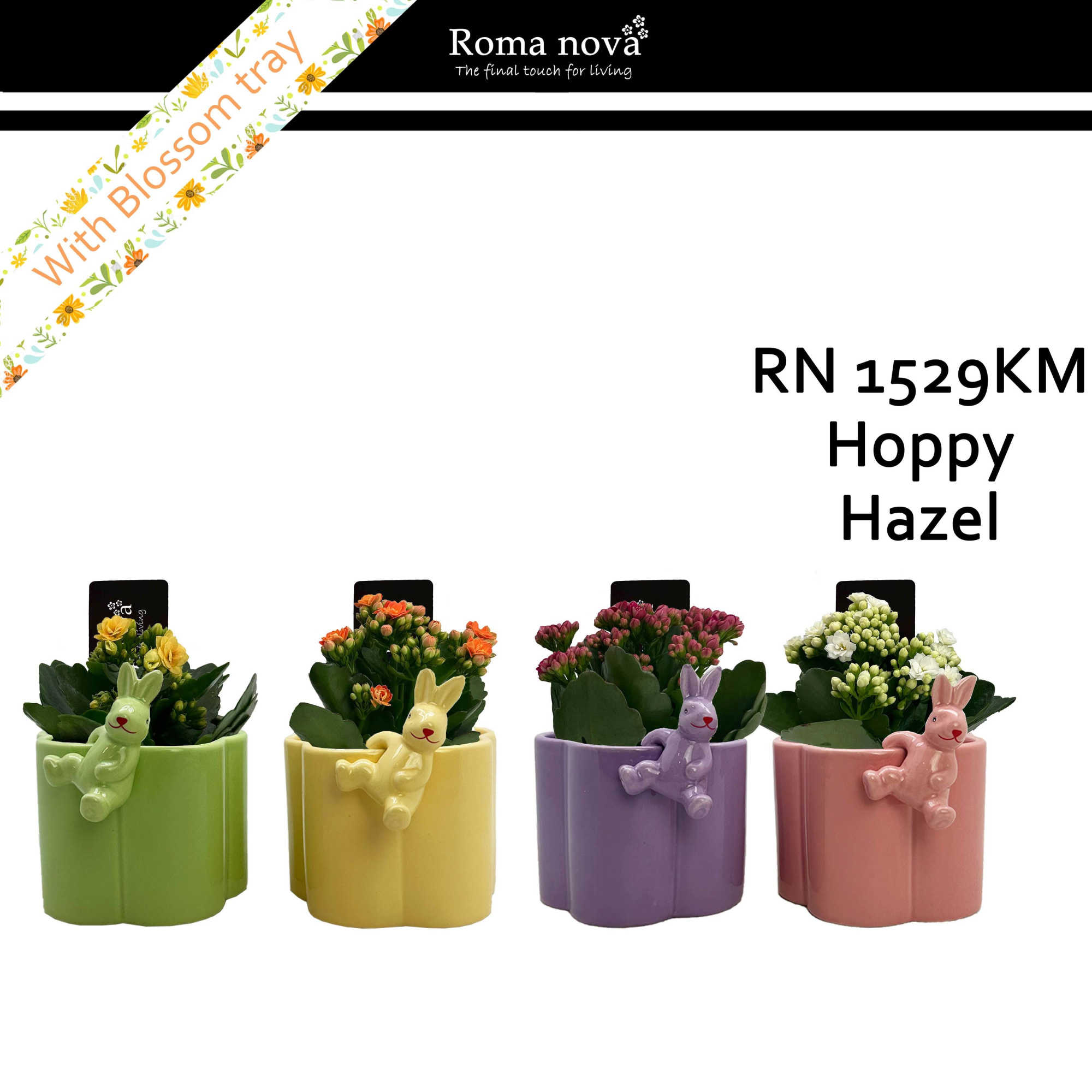 1529KM - Hoppy Hazel (Kalanchoe mix), D 12