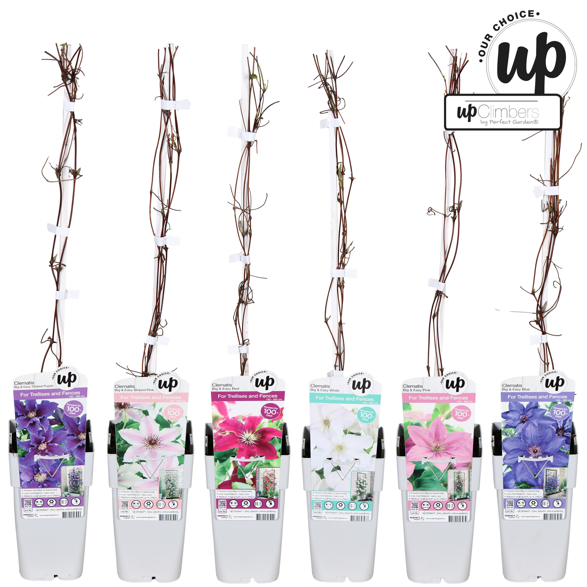 Clematis Big and Easy mix laag P15, D 15