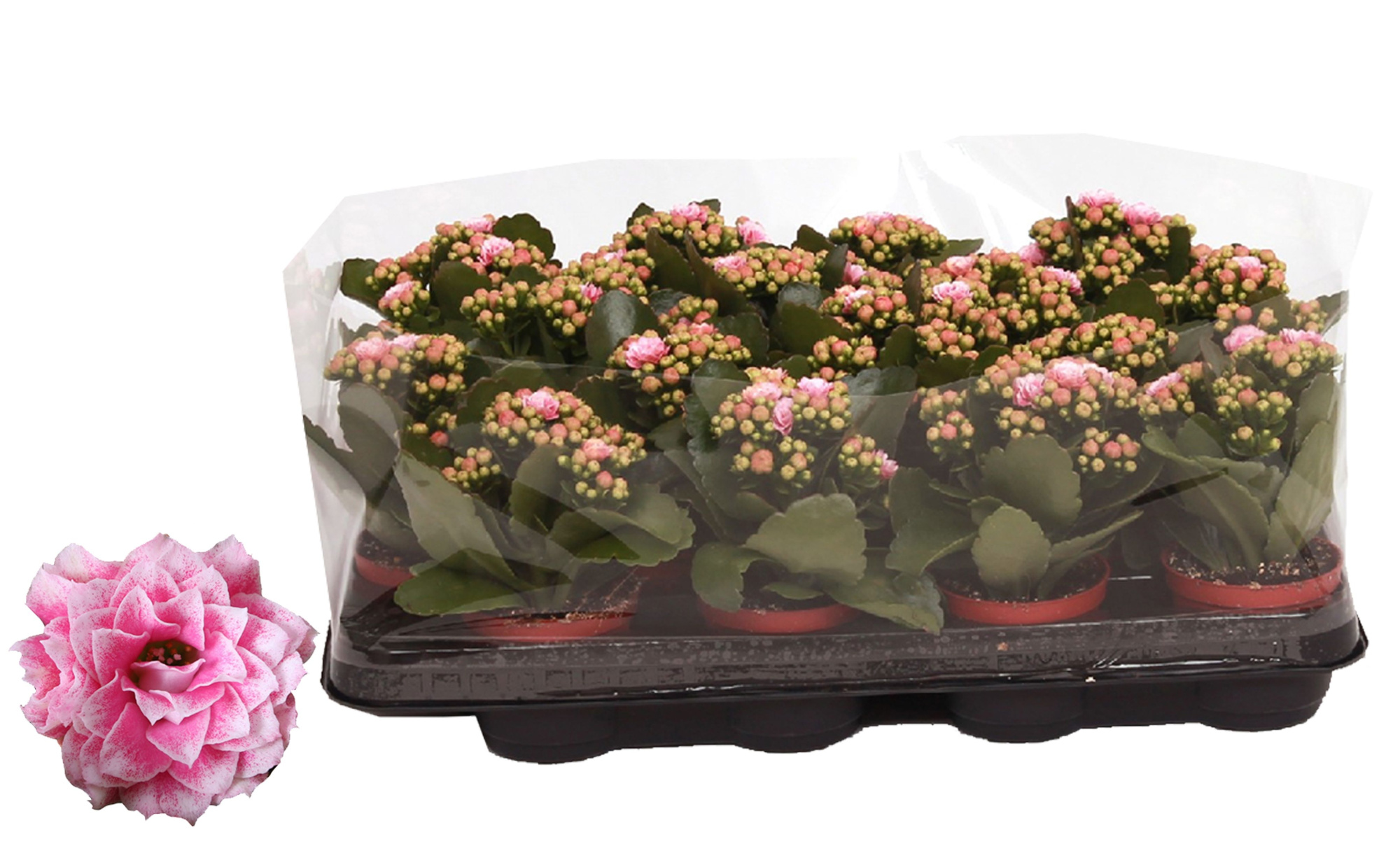 Kalanchoe Rosalina 07cm Don Alano wit/roze, Trayfolie, D 7 cm