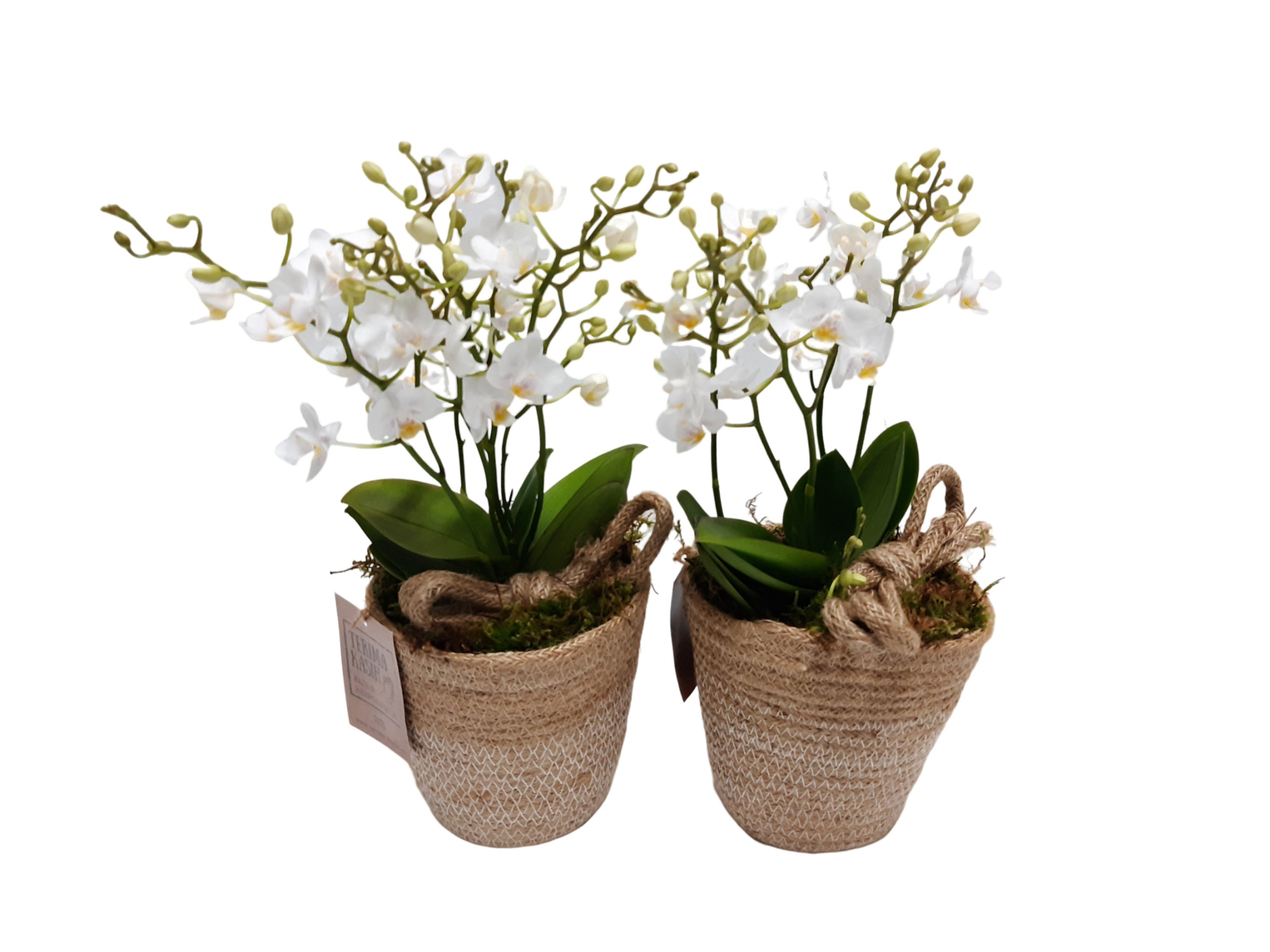 JM13PWO Jute mand Single Pha Wild Orchids 4t+, D 13 cm