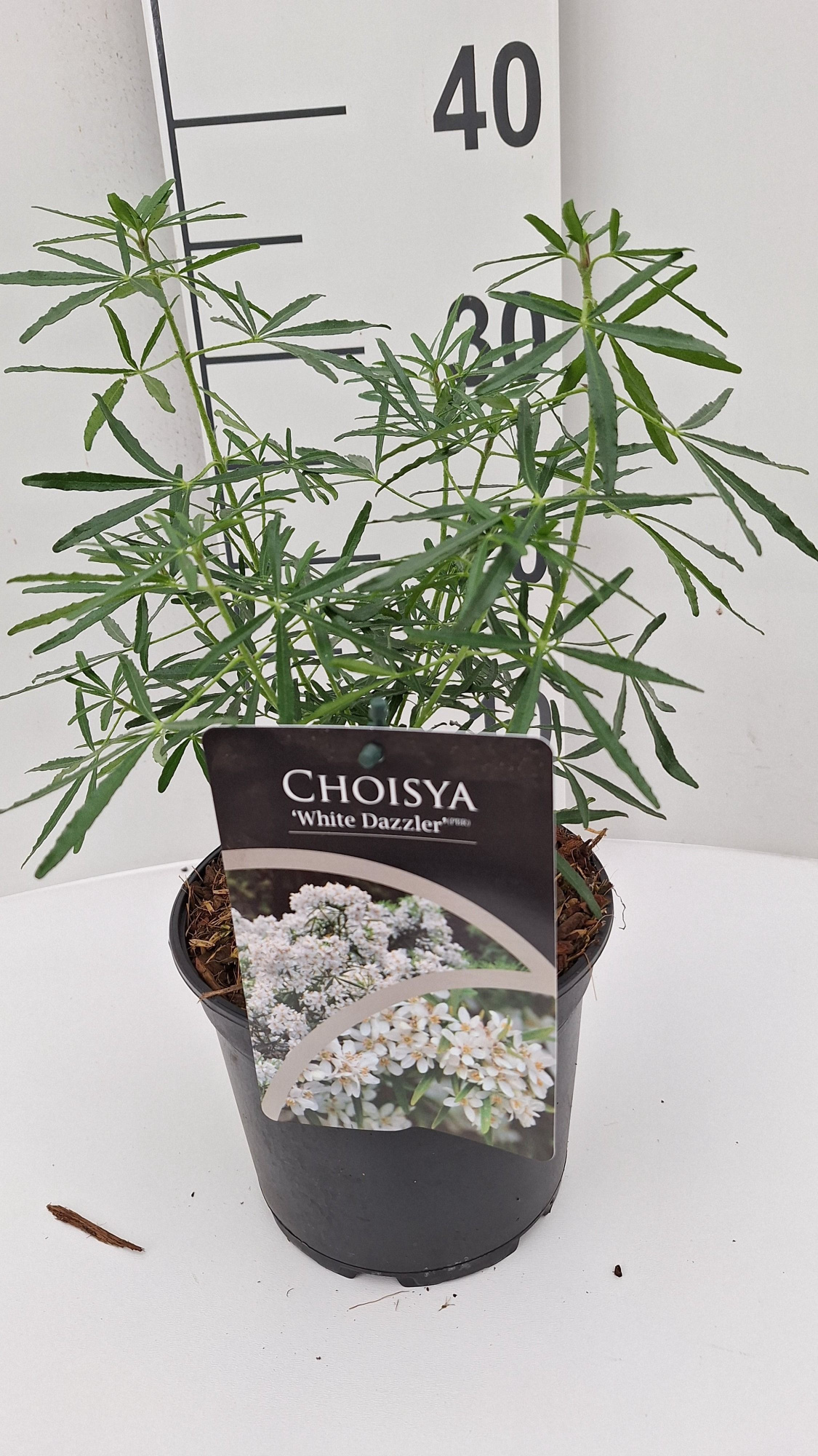 Choisya White Dazler, D 17