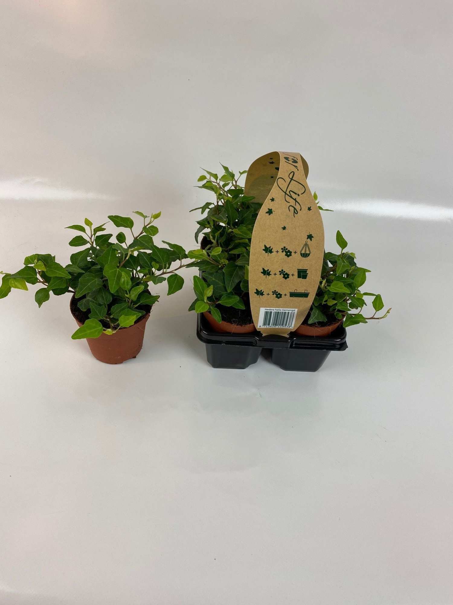 4-Pack Groen 8,5, D 9 cm