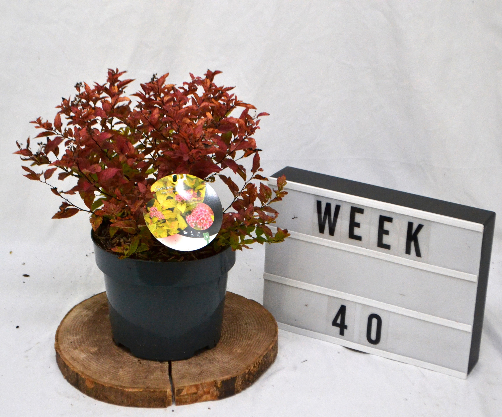 Spiraea japonica 'Firelight' C3, D 19 cm