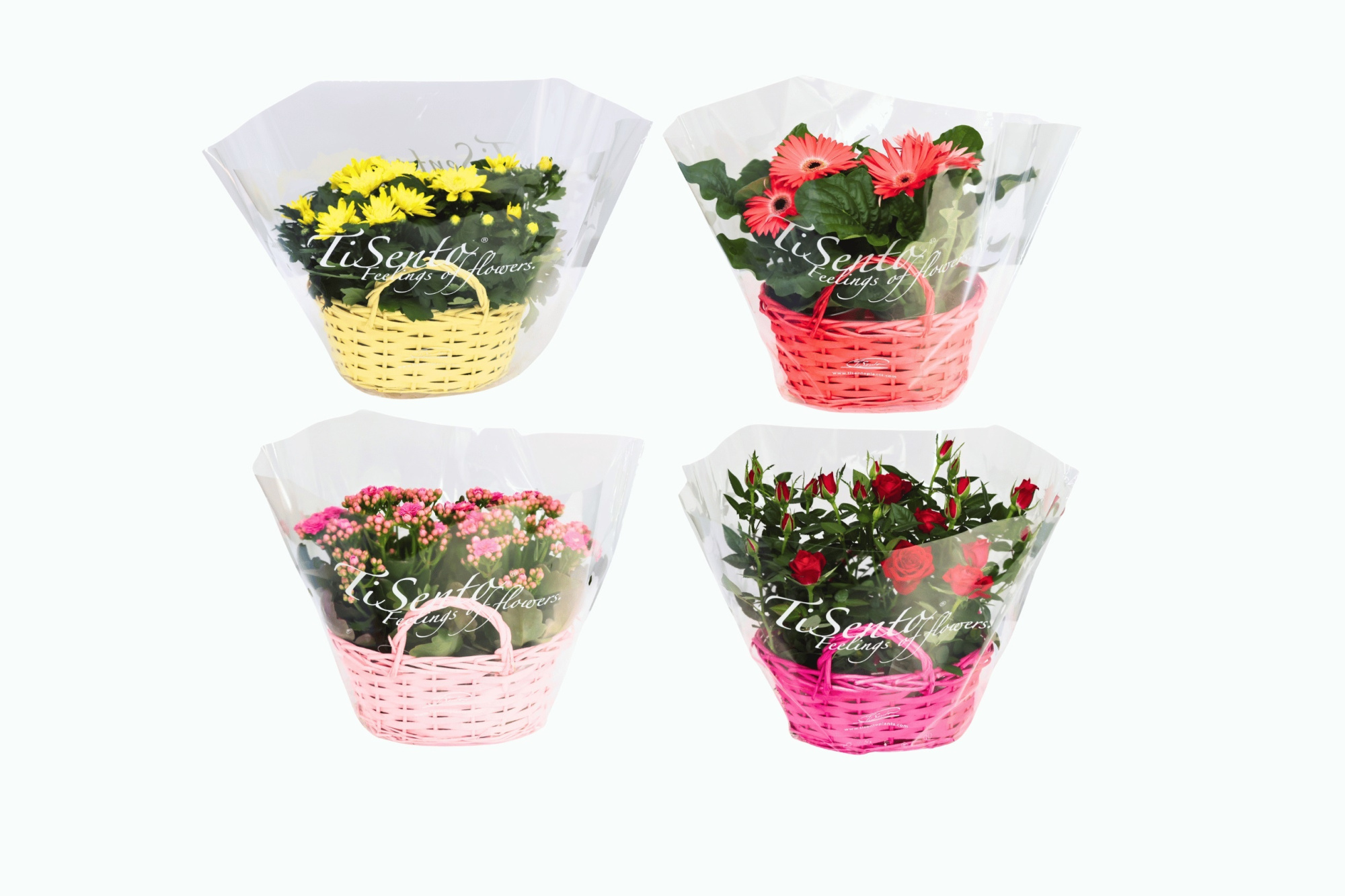 Bloeimix 24 cm Moederdag - Elize Mand Mix, D 24