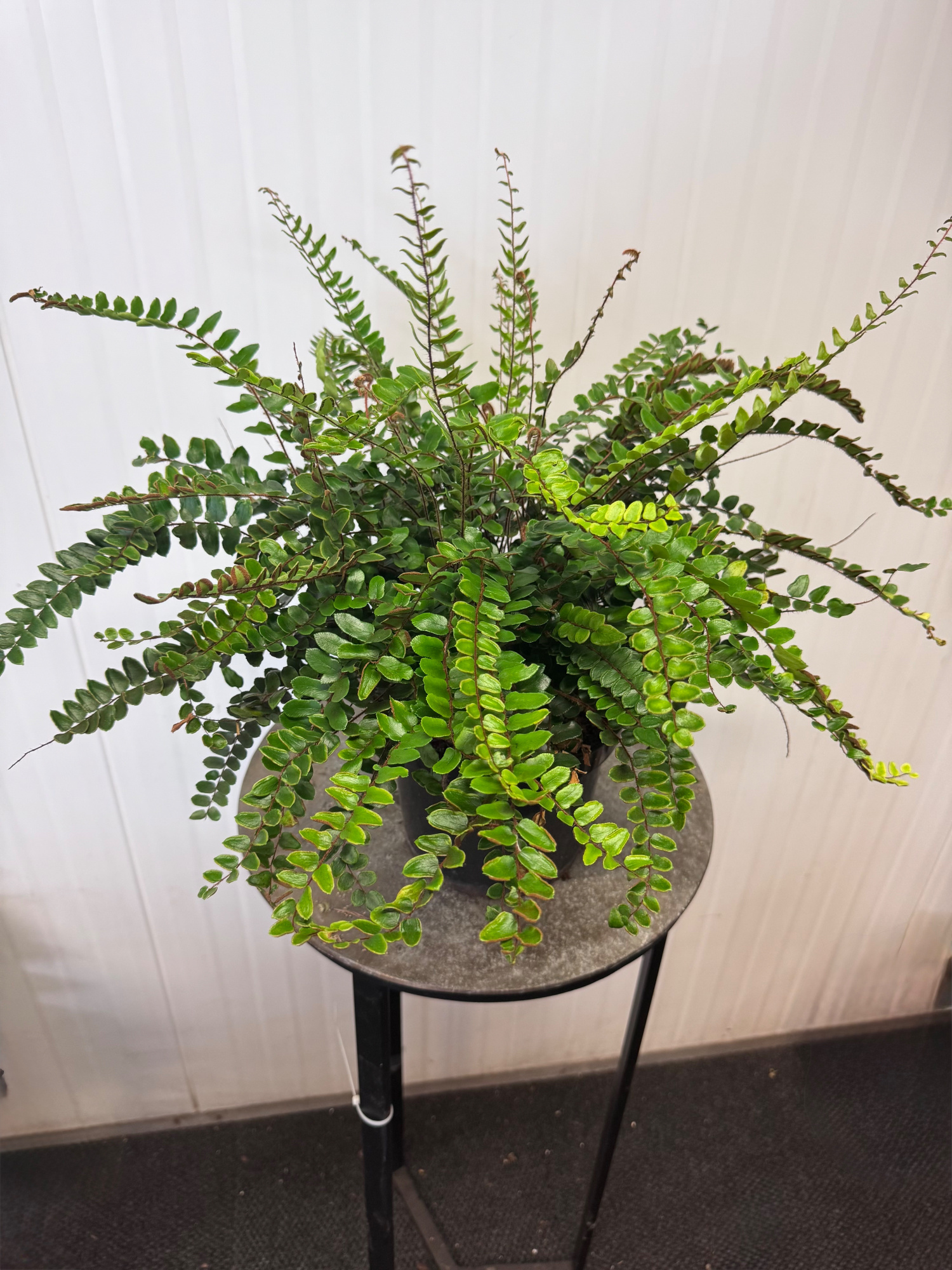 Pellaea Rotundifolia, D 19