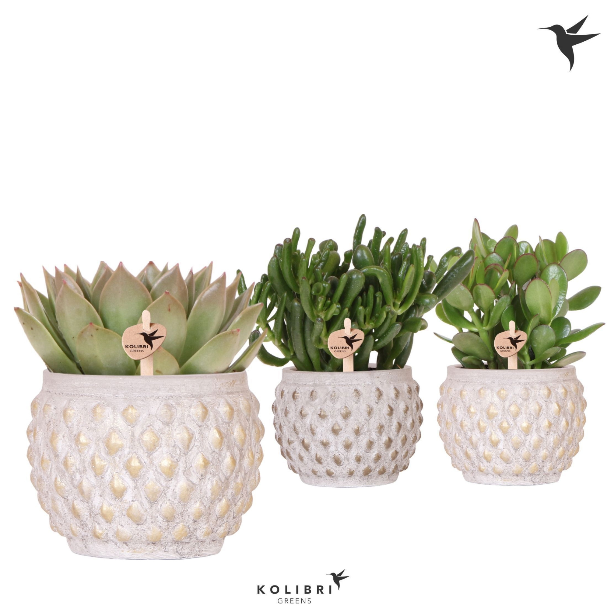 Kolibri Greens Succulenten mix in Marrakesh pot gold copper, D 12 cm