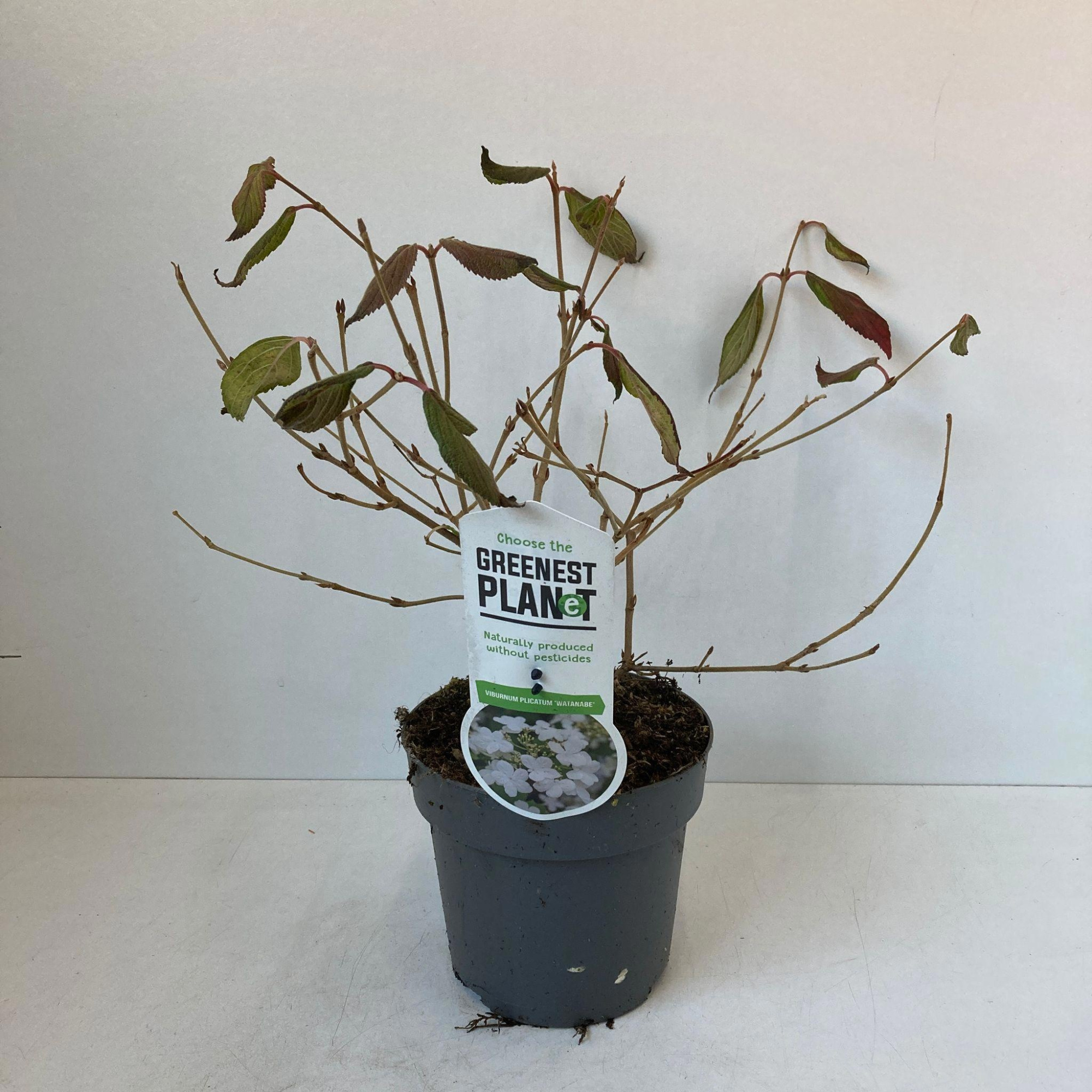 Viburnum plic. 'Watanabe', D 17