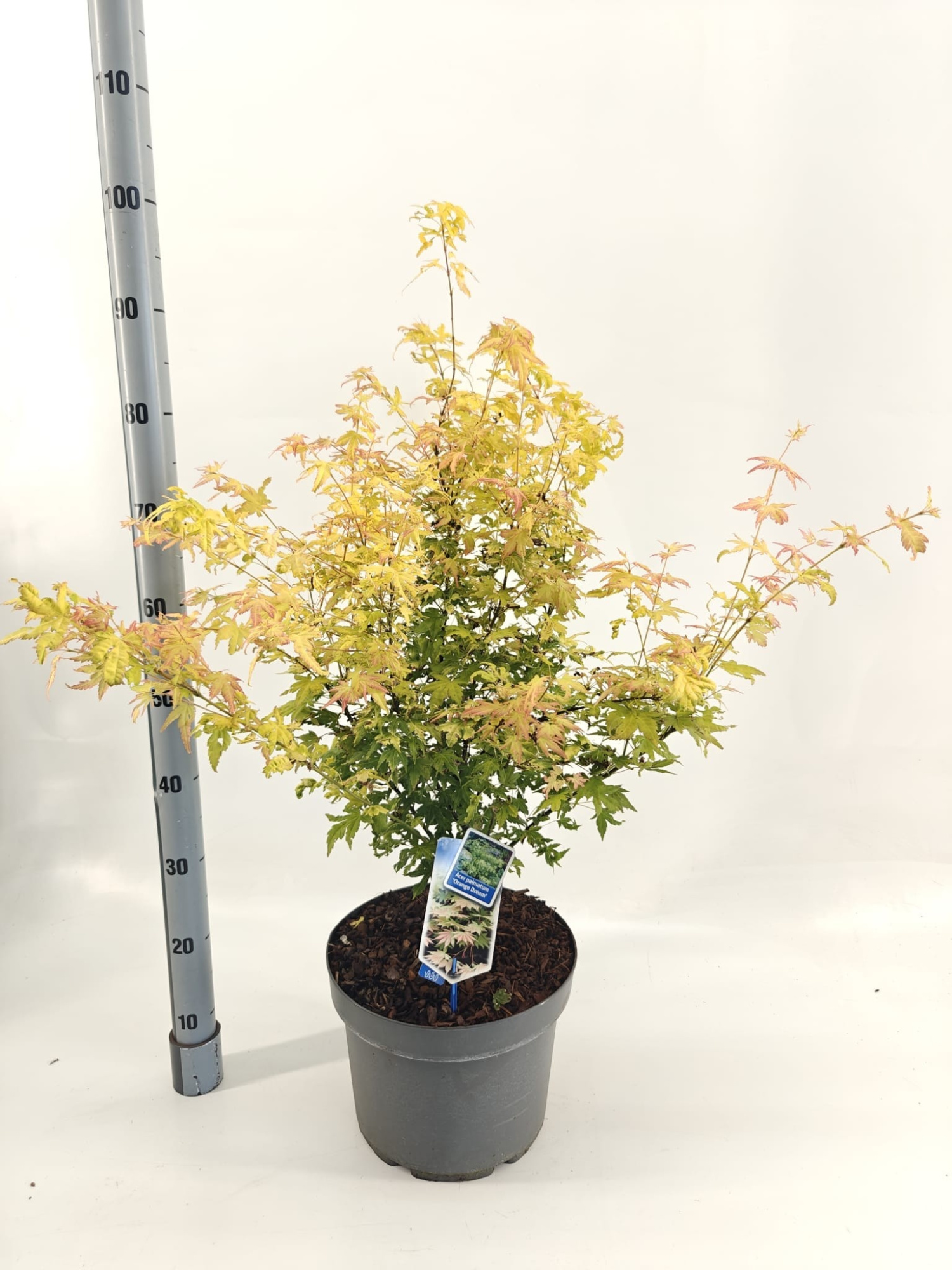 Acer pal. 'Orange Dream', D 29 cm
