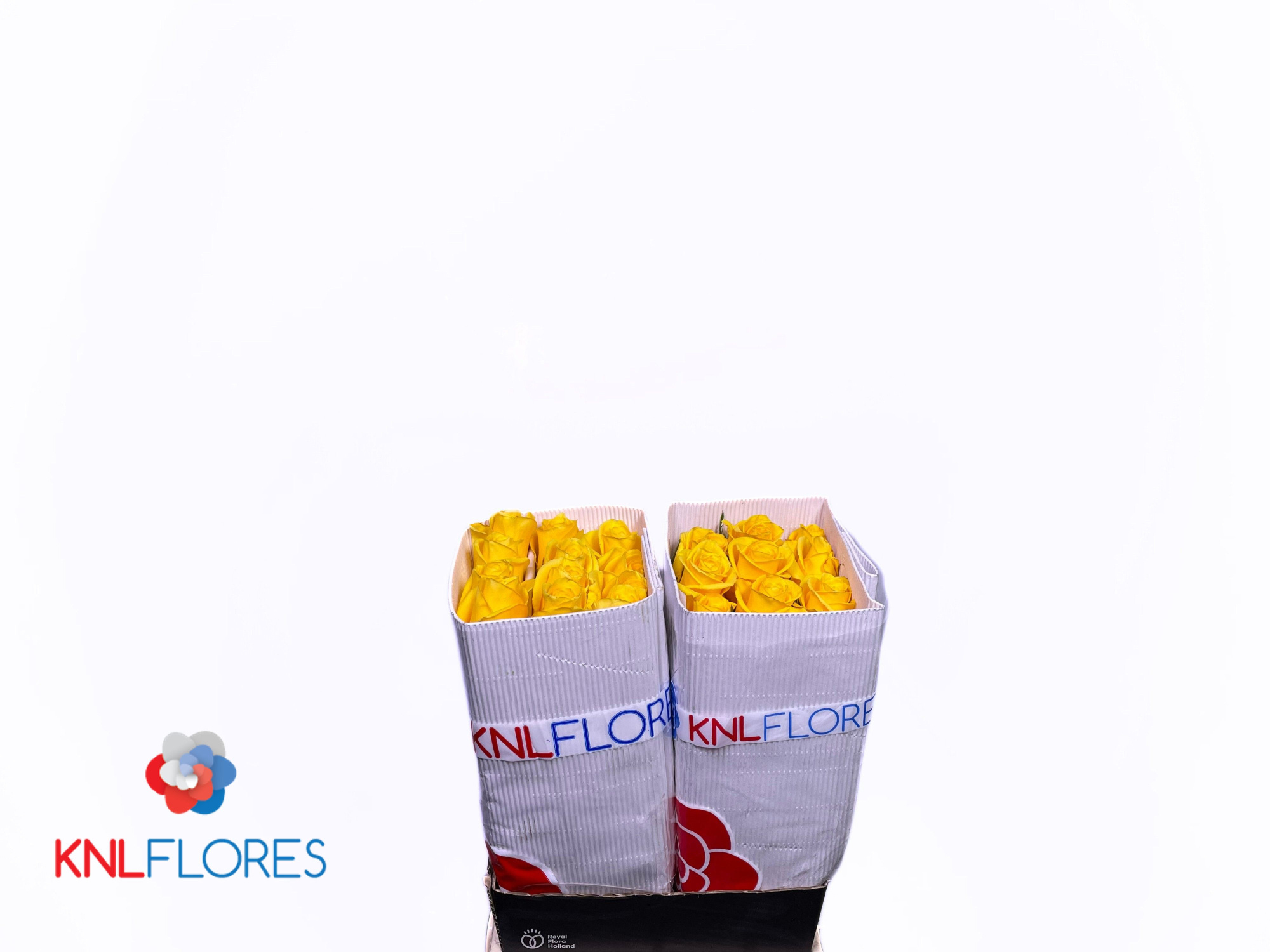 Роза од. Моментум+ 50, шт.