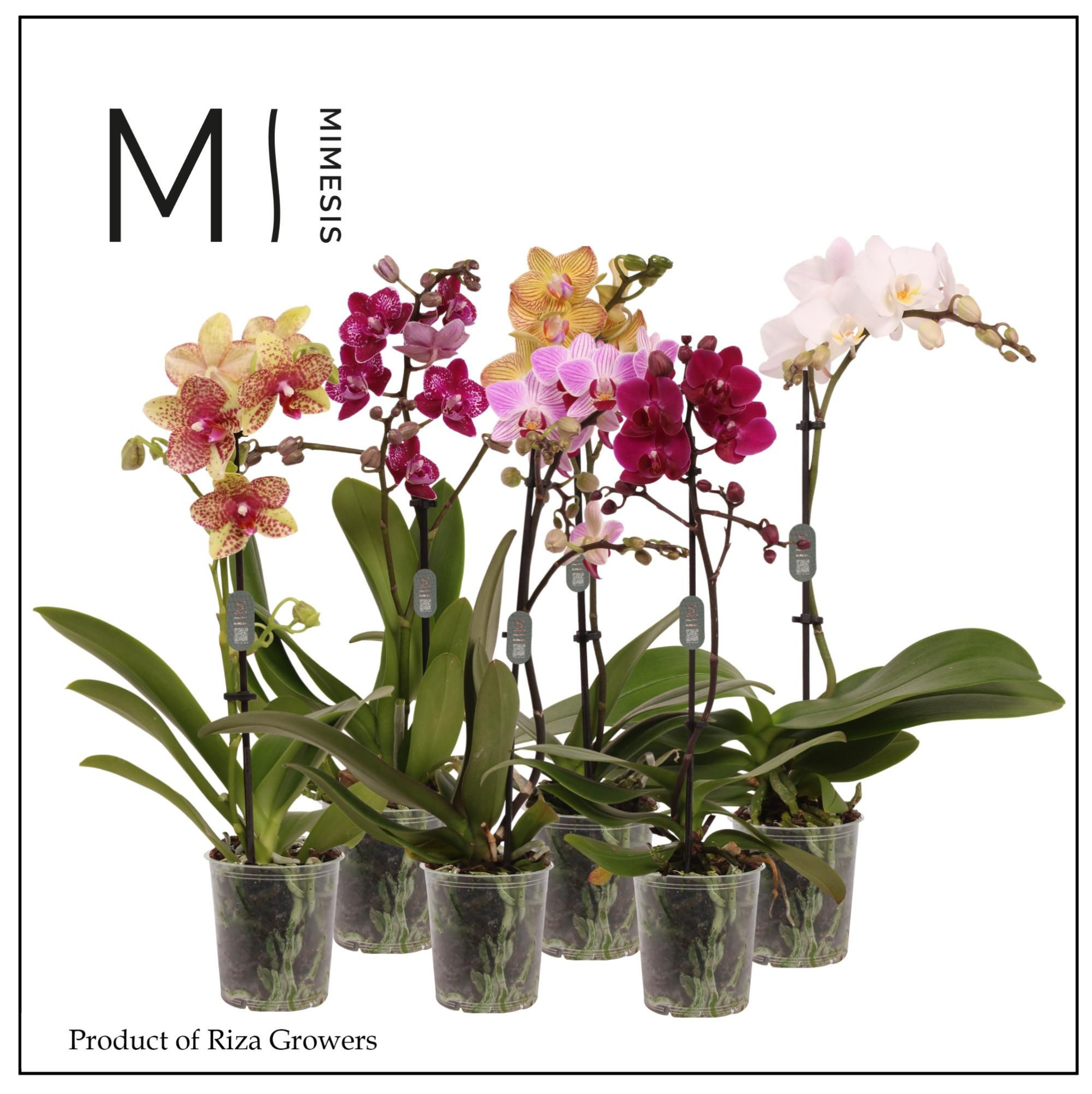 Phalaenopsis Mix 1 spike - 9cm | Mimesis, D 9 cm