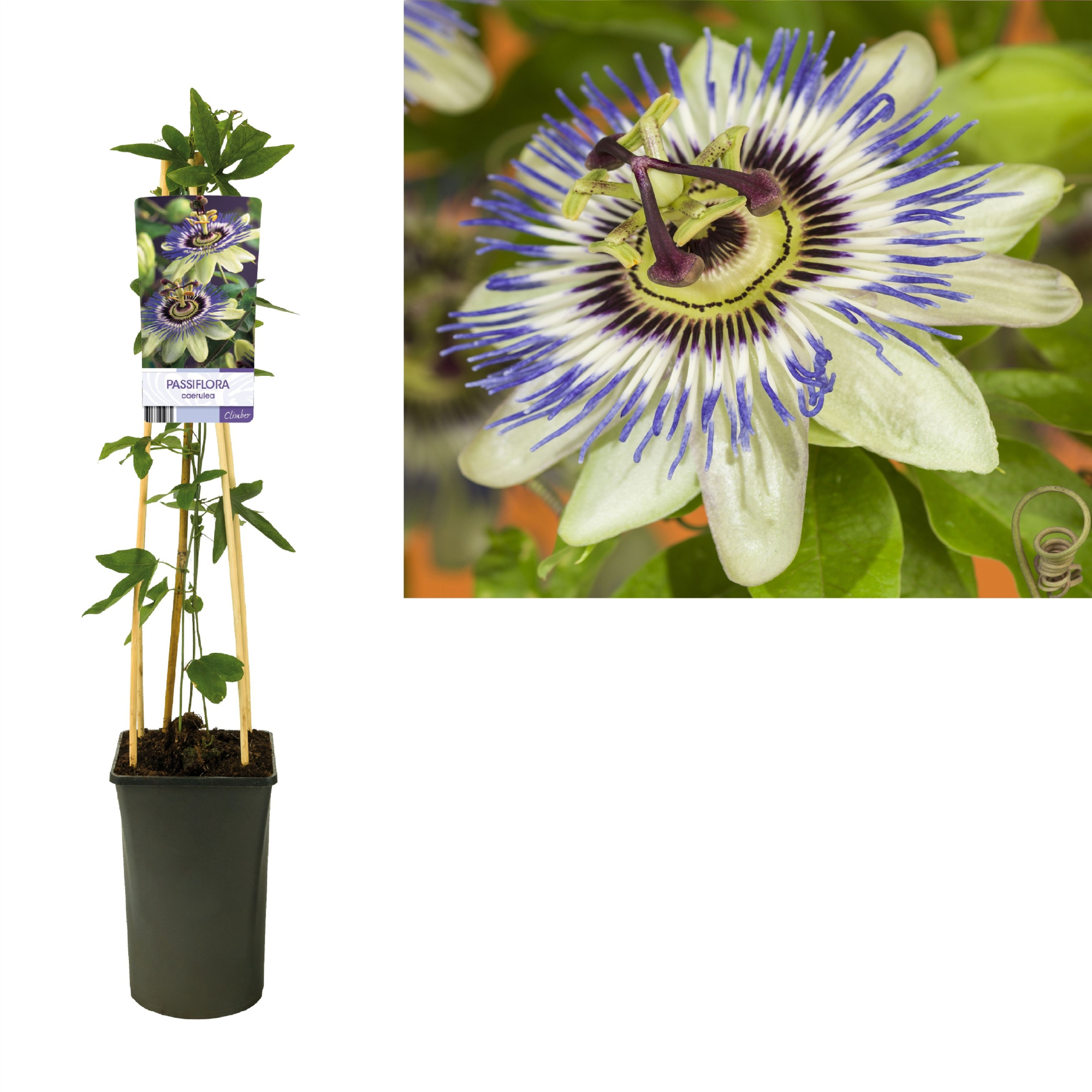 Passiflora caerulea +light label, D 17 cm
