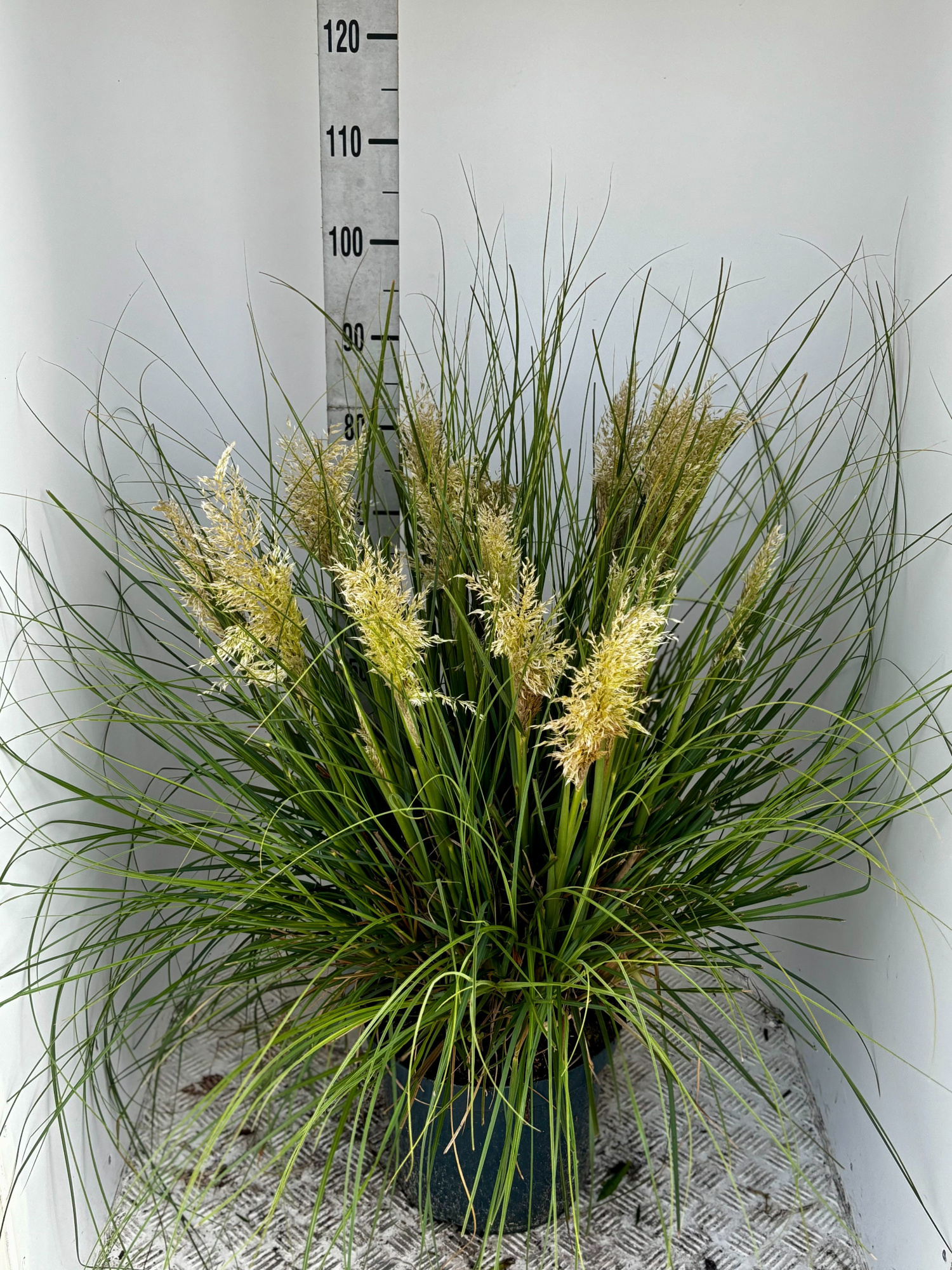 Cortaderia sel. 'Tiny Pampa', D 29