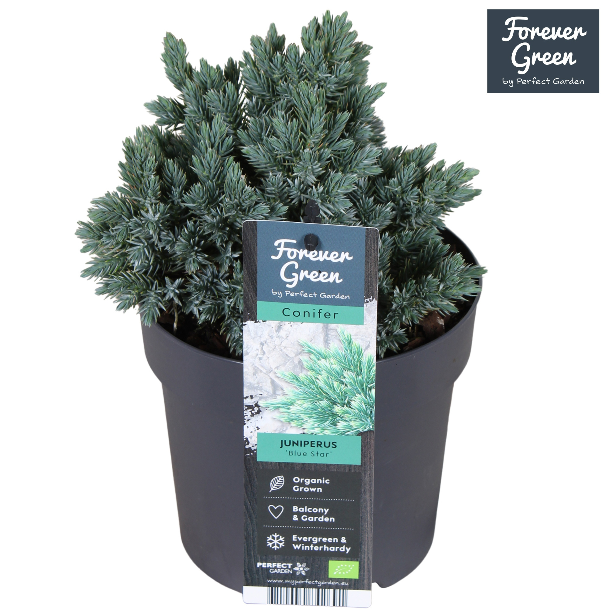 Juniperus squamata 'Blue Star' P14, D 14