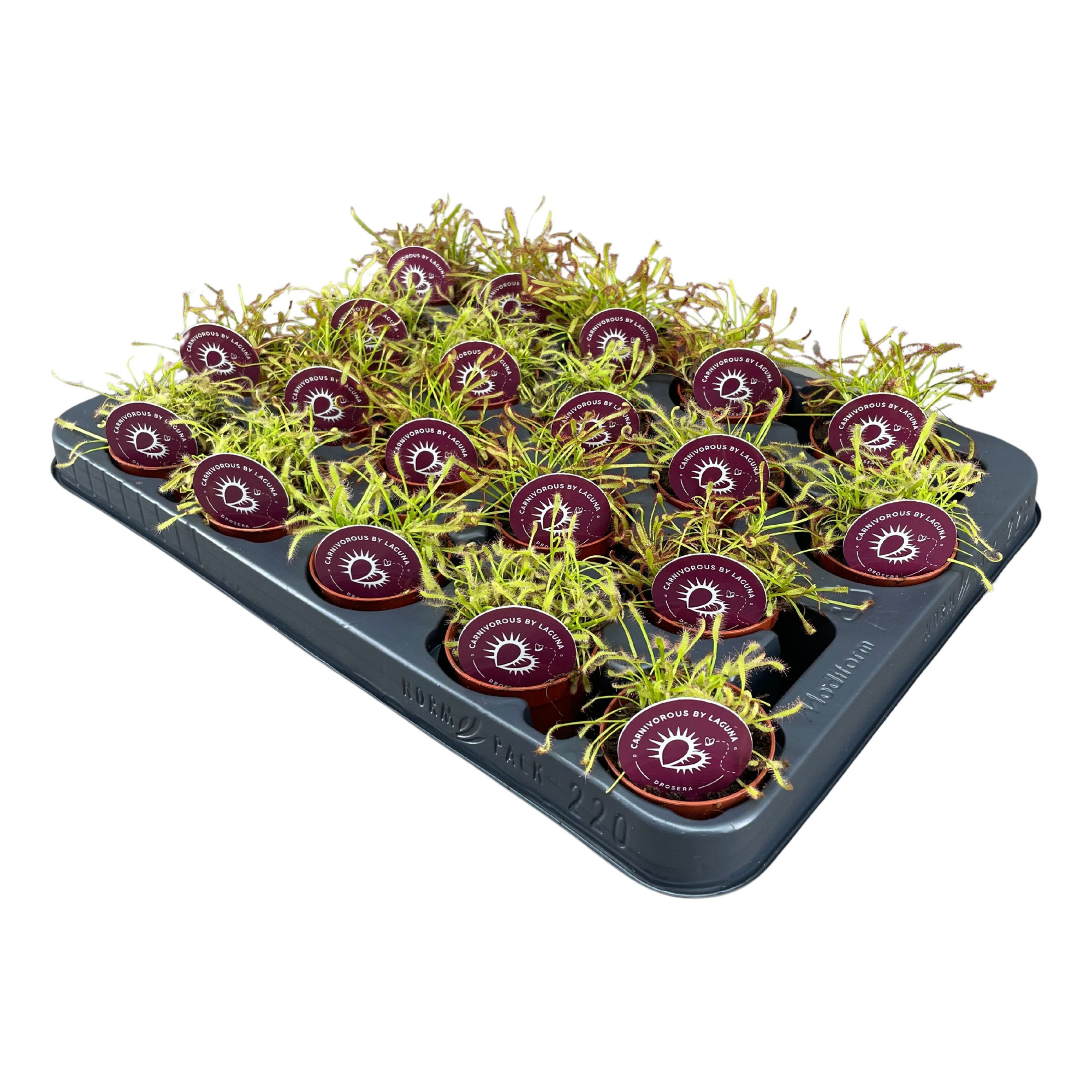 Drosera mix 5,5 cm, D 5,5 cm