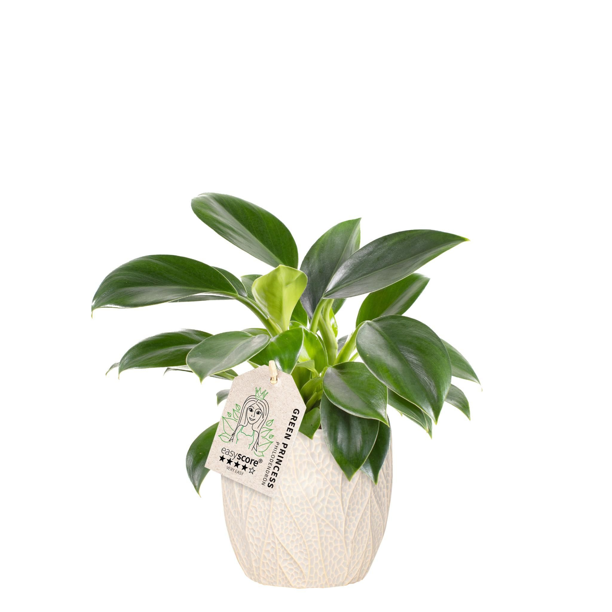 Leaf Sand, Philodendron ´Green Princess´, D 12 cm