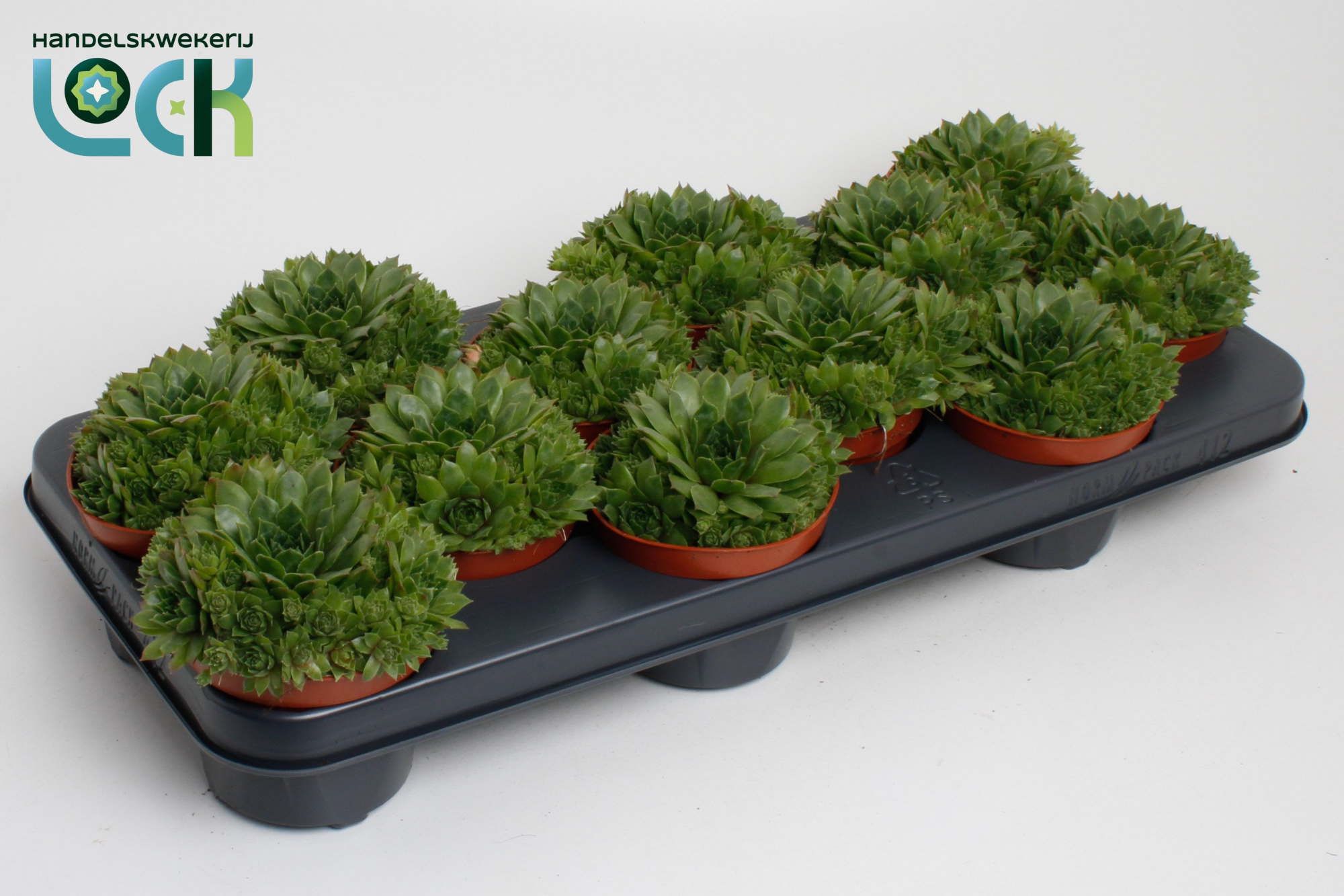 Sempervivum Herta, D 11 cm