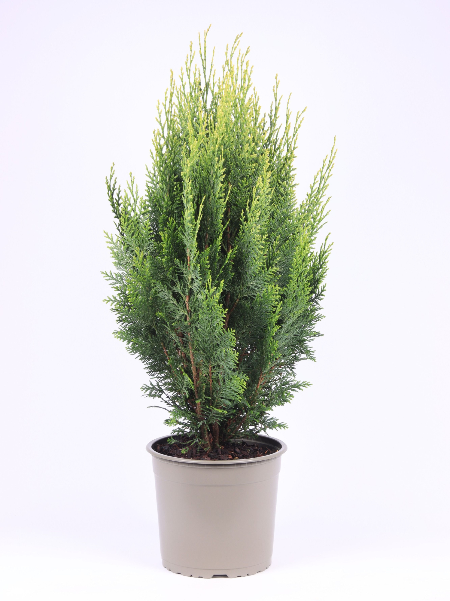 Chamaecyparis lawsoniana 'White Spot', D 23 cm