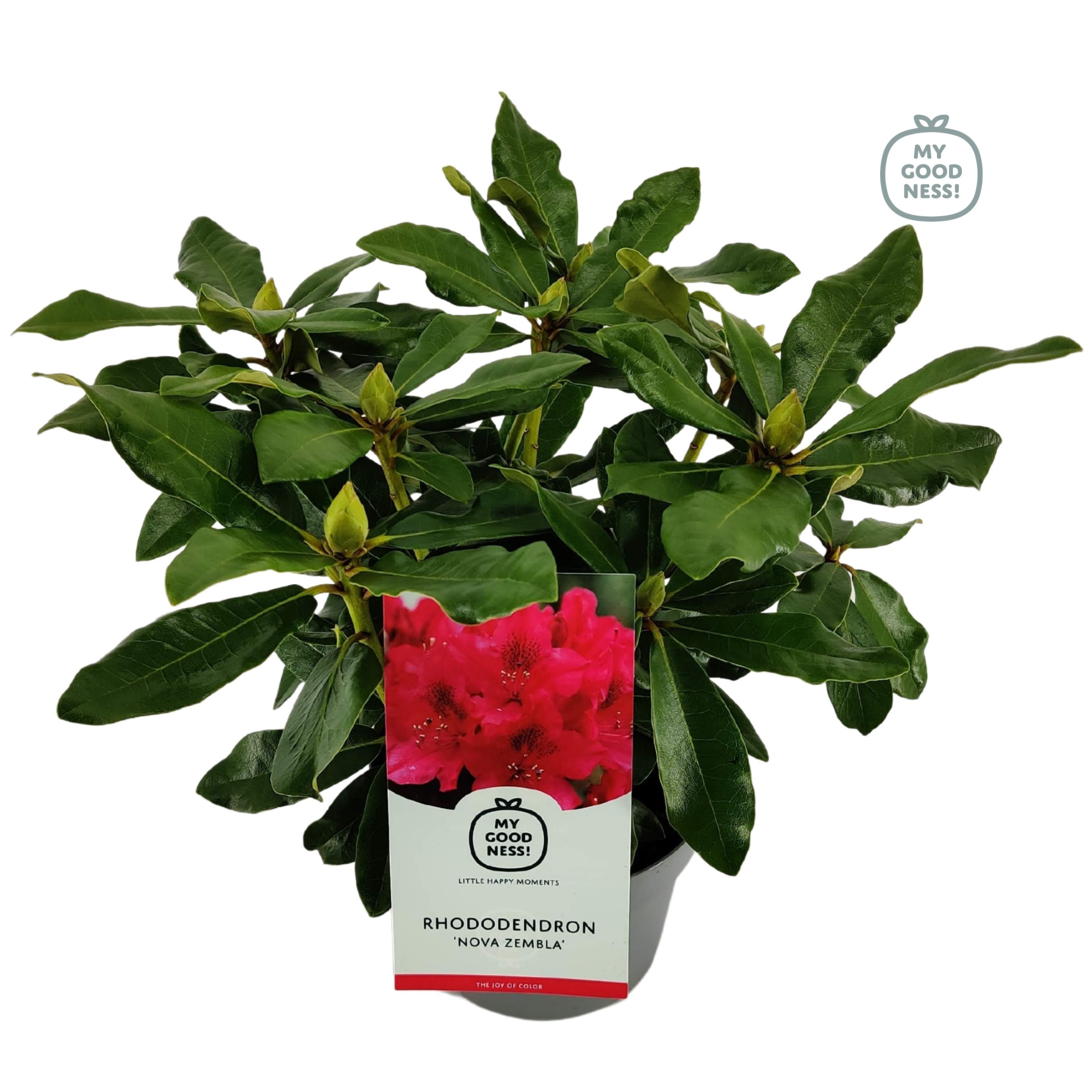 Rhododendron 30-35 /2 liter 'Nova Zembla', D 17